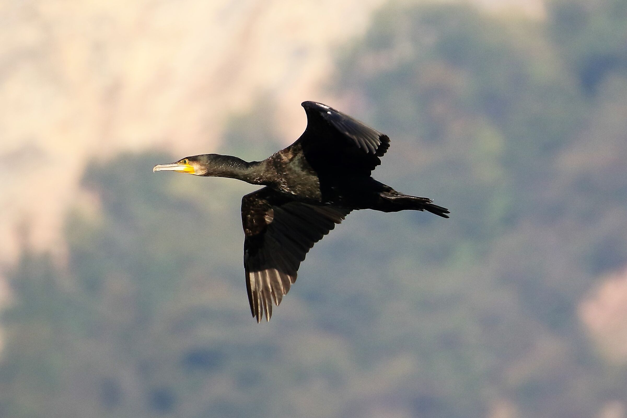 cormorant