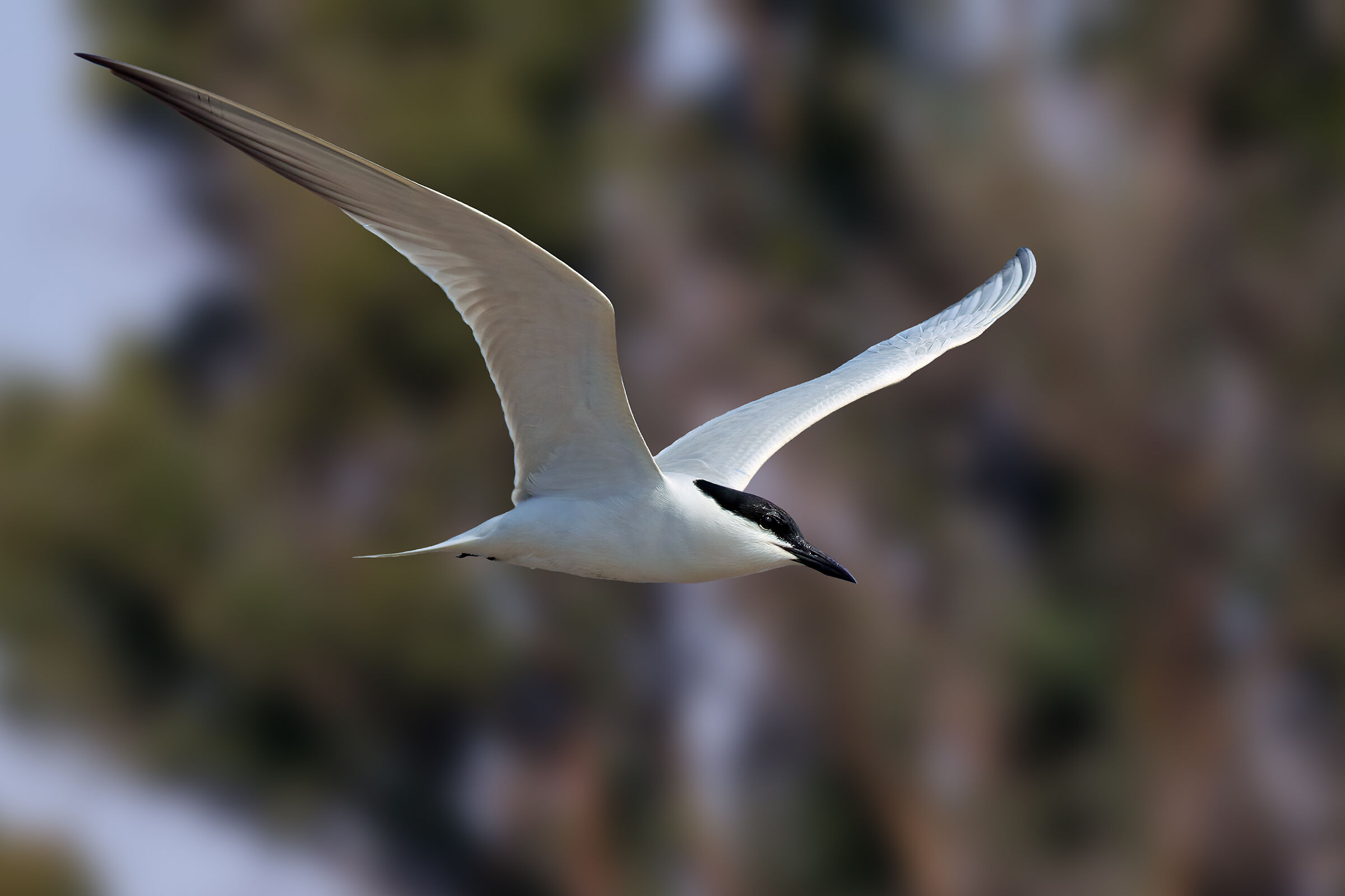 Gull-billed tern