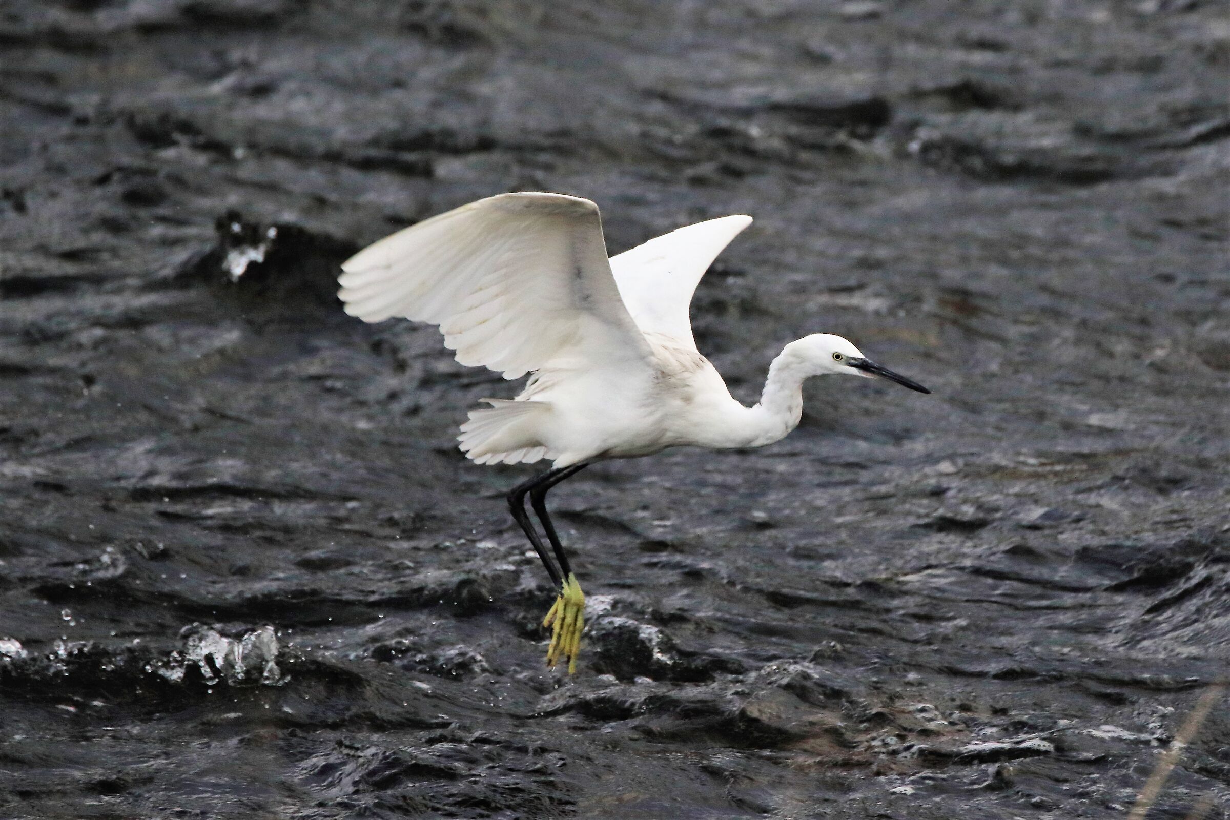 egret