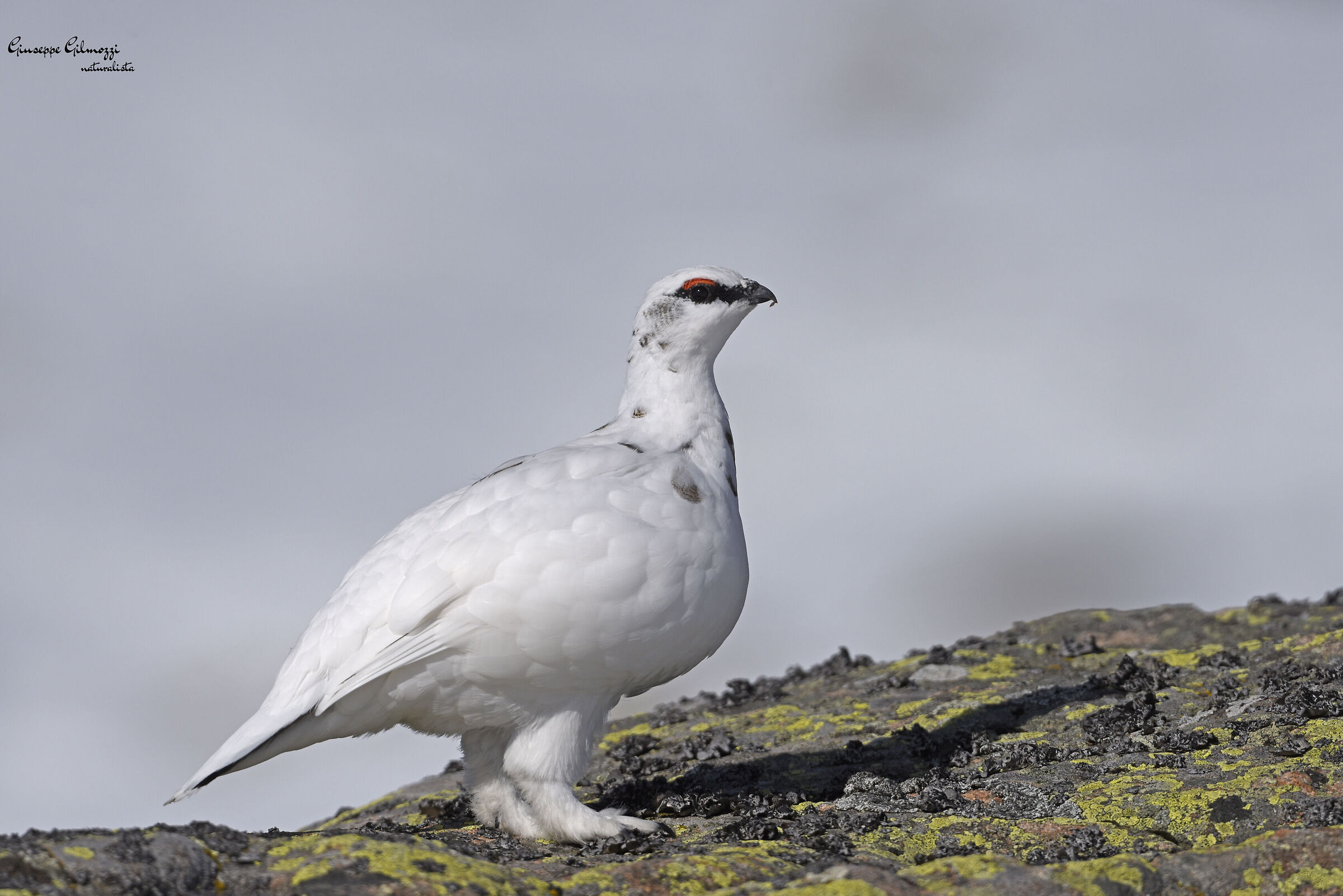 Ptarmigan