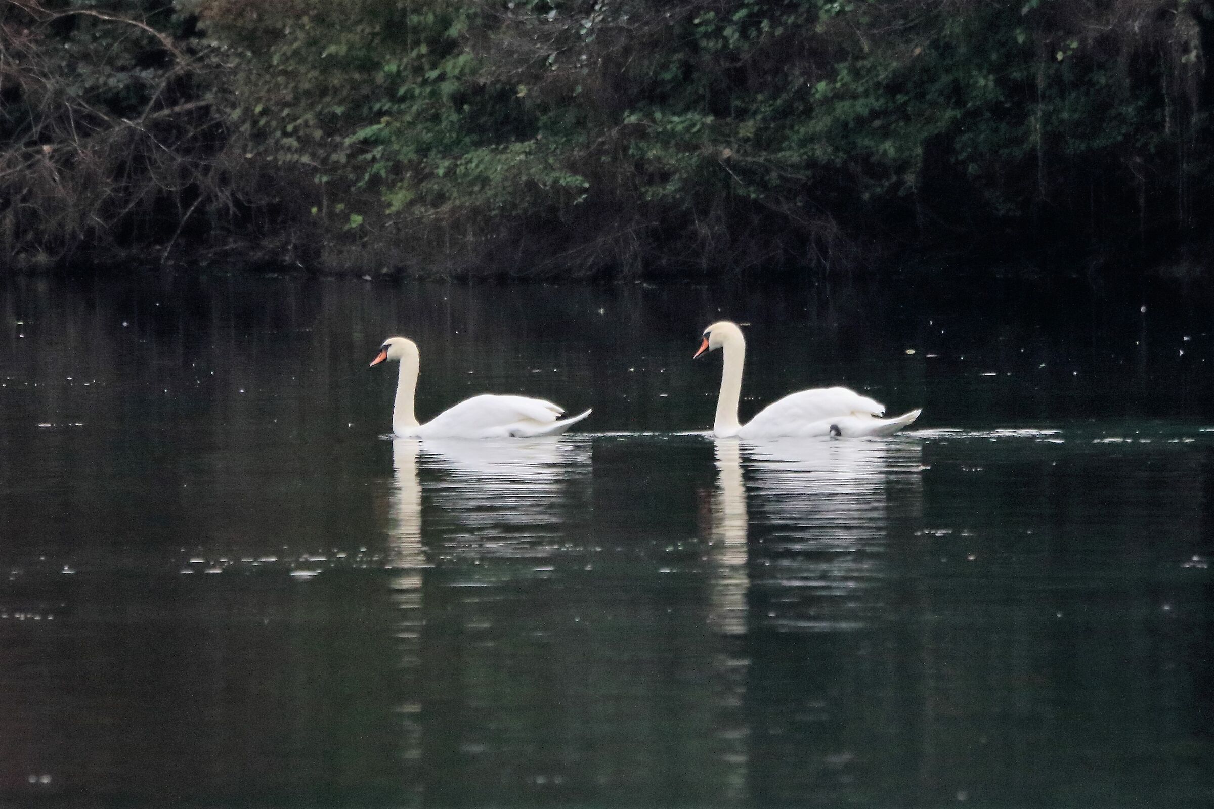 swans