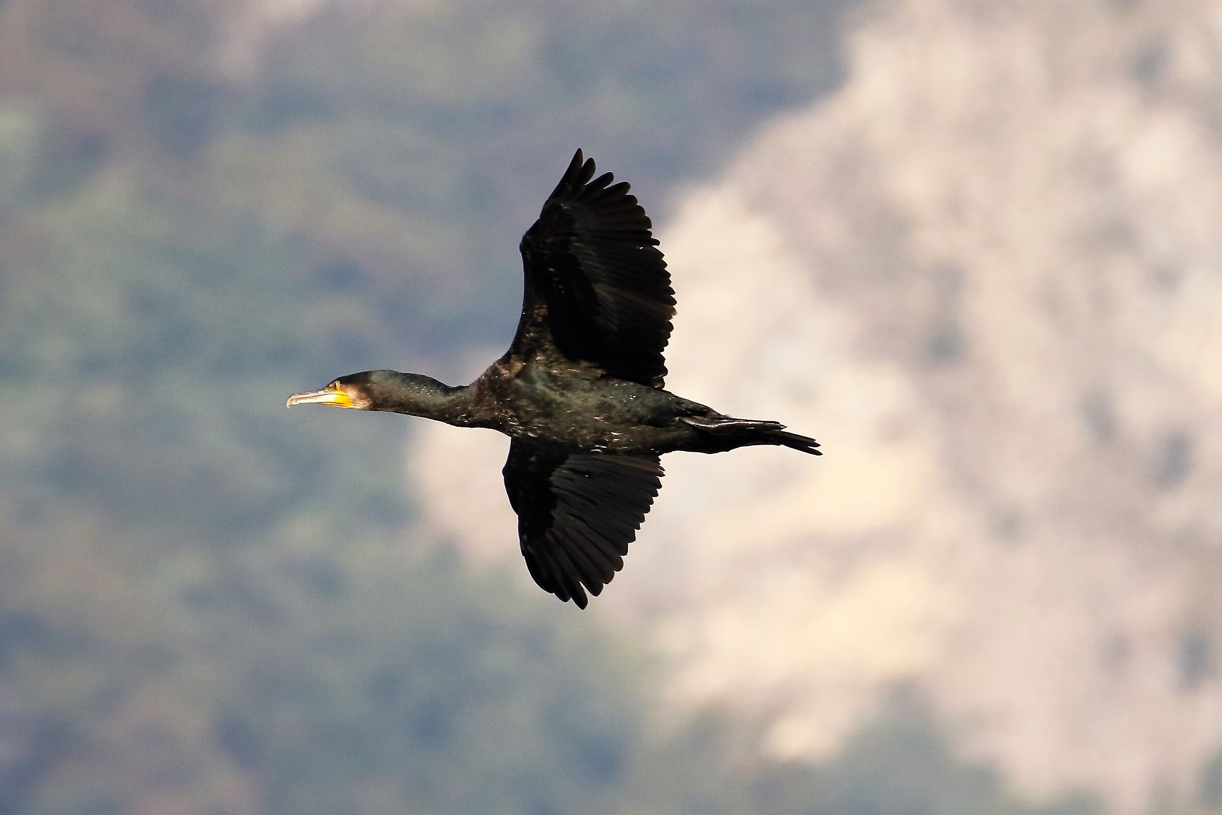 cormorant