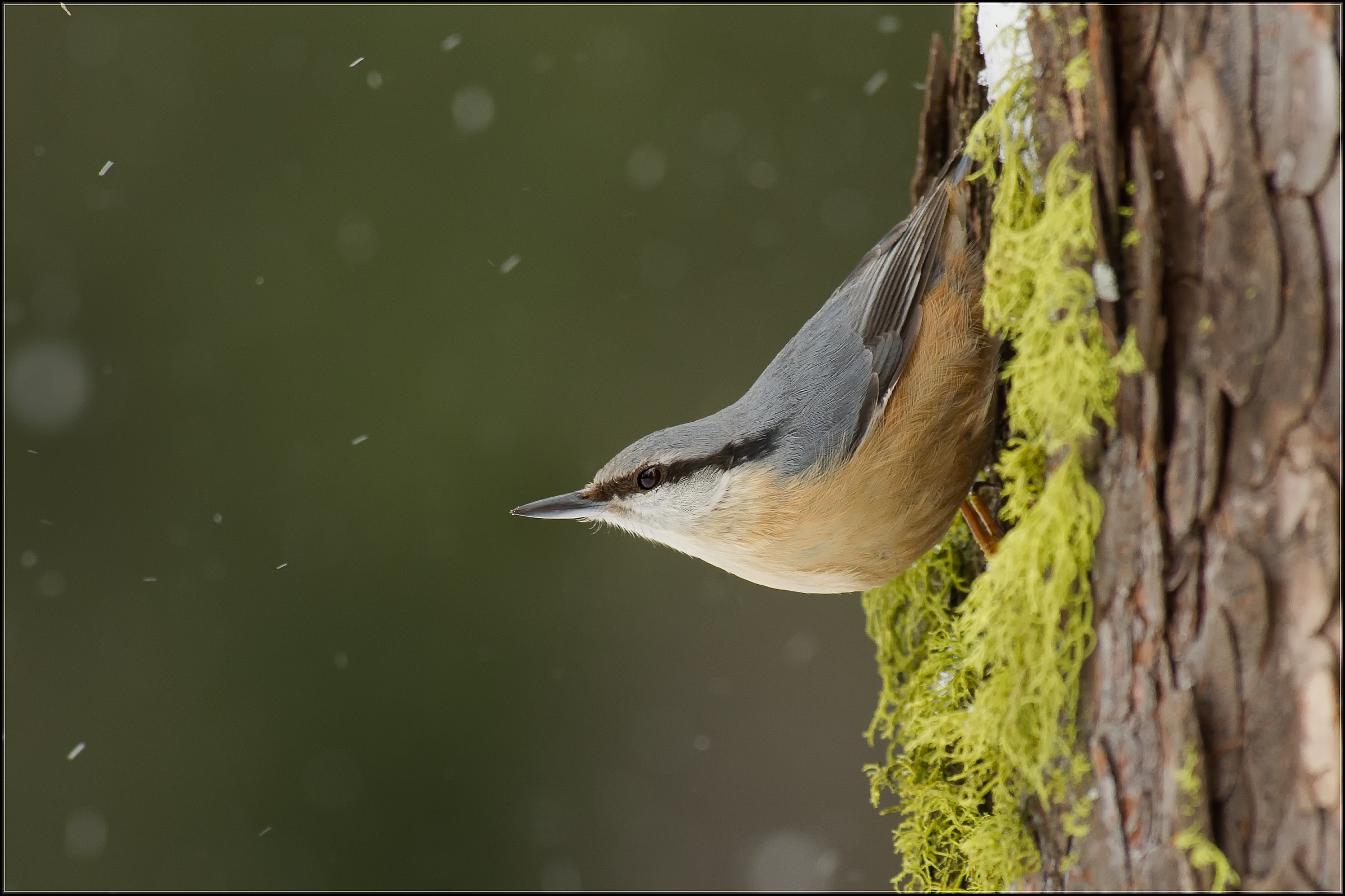 Nuthatch