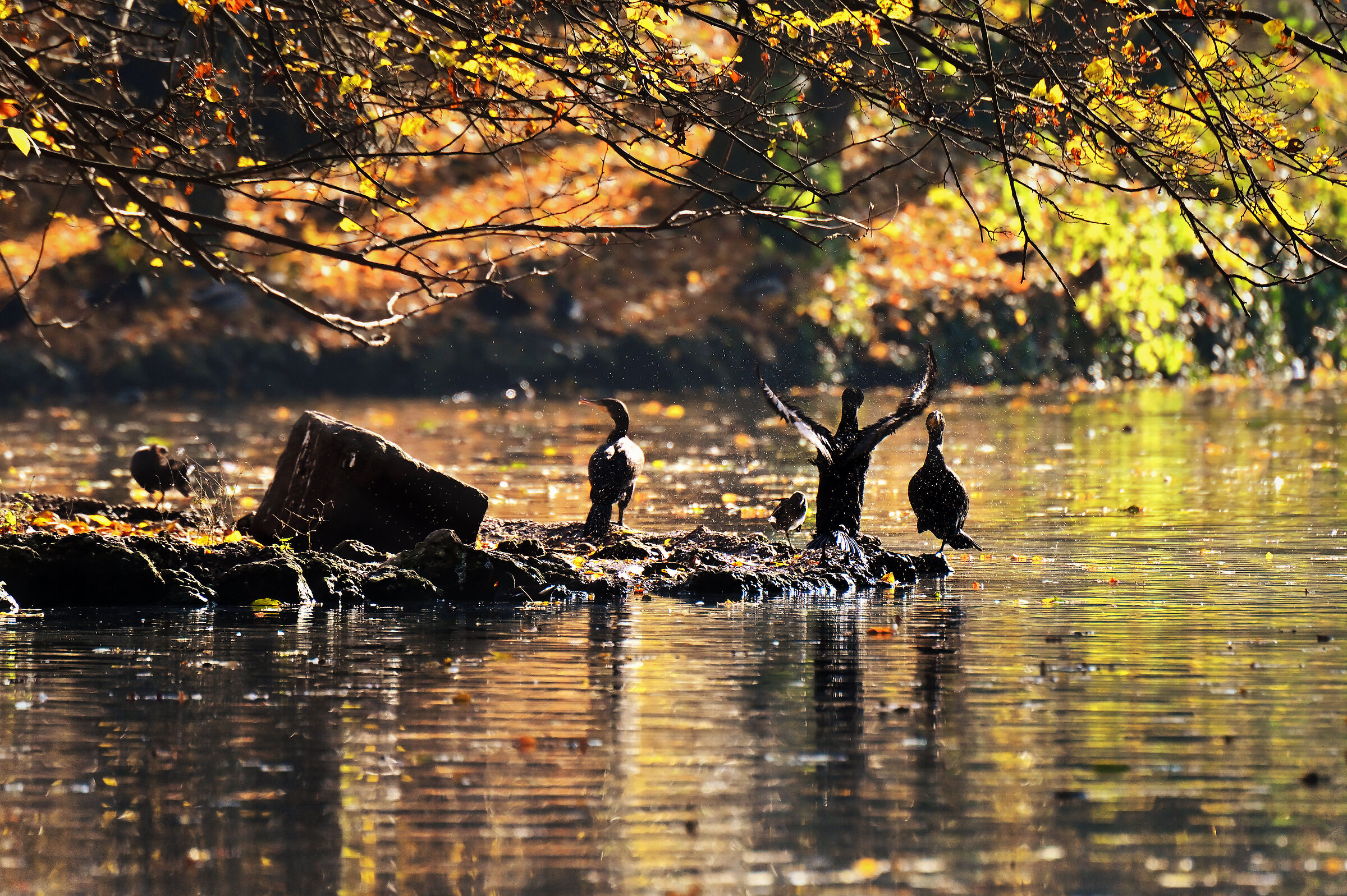 Cormorani -  Giardini Reali di Monza