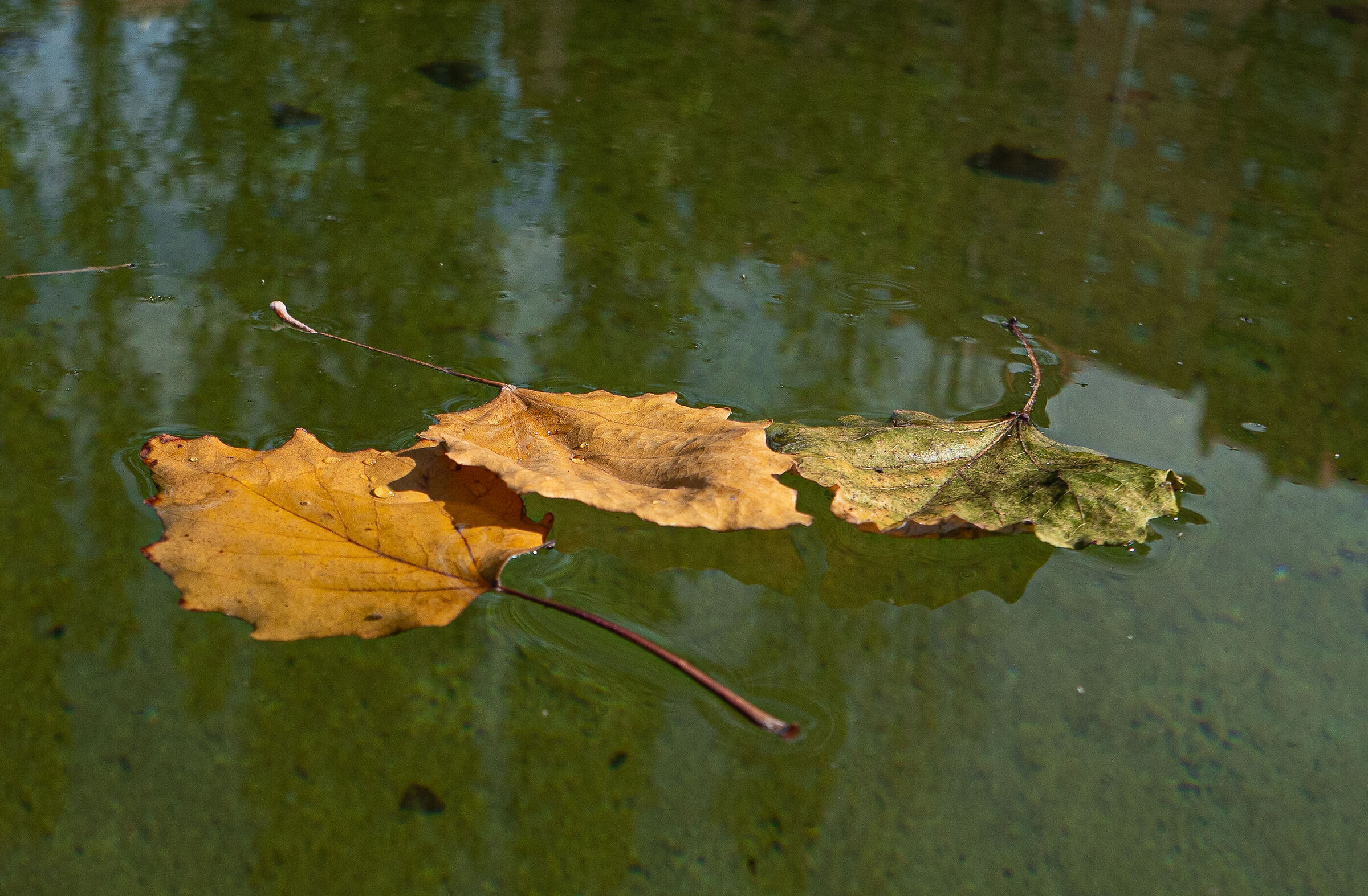 Autunno a Villa Borghese