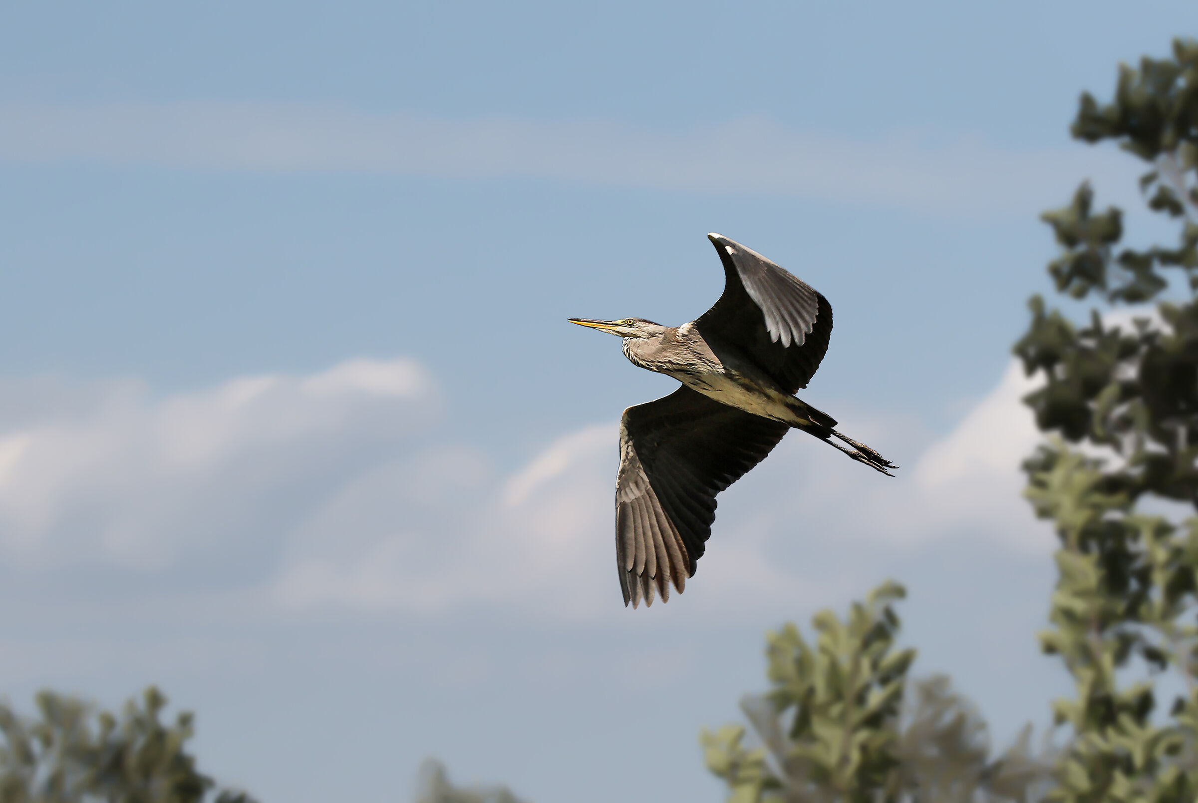Cenerino in volo