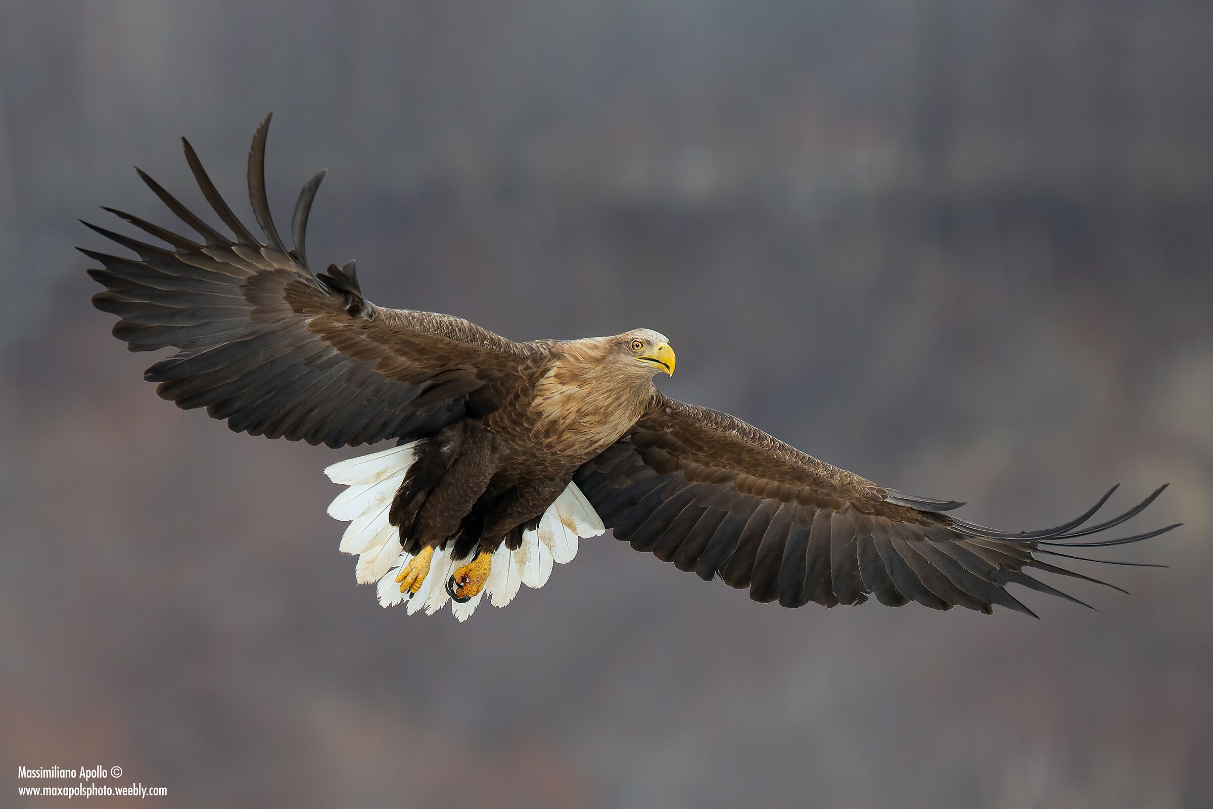 aquila di mare codabianca....