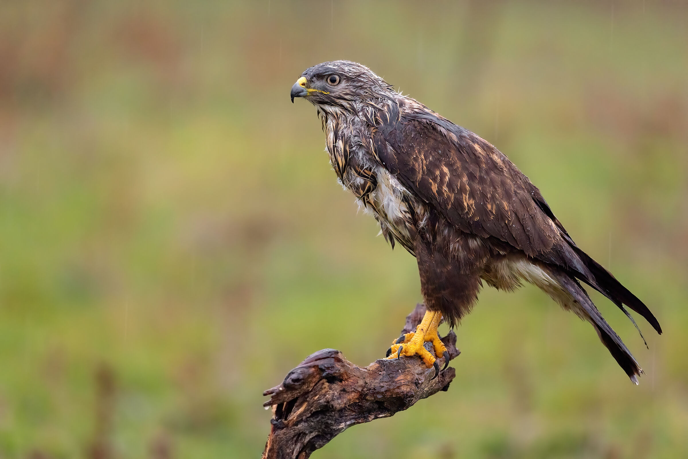 Under an authentic flood