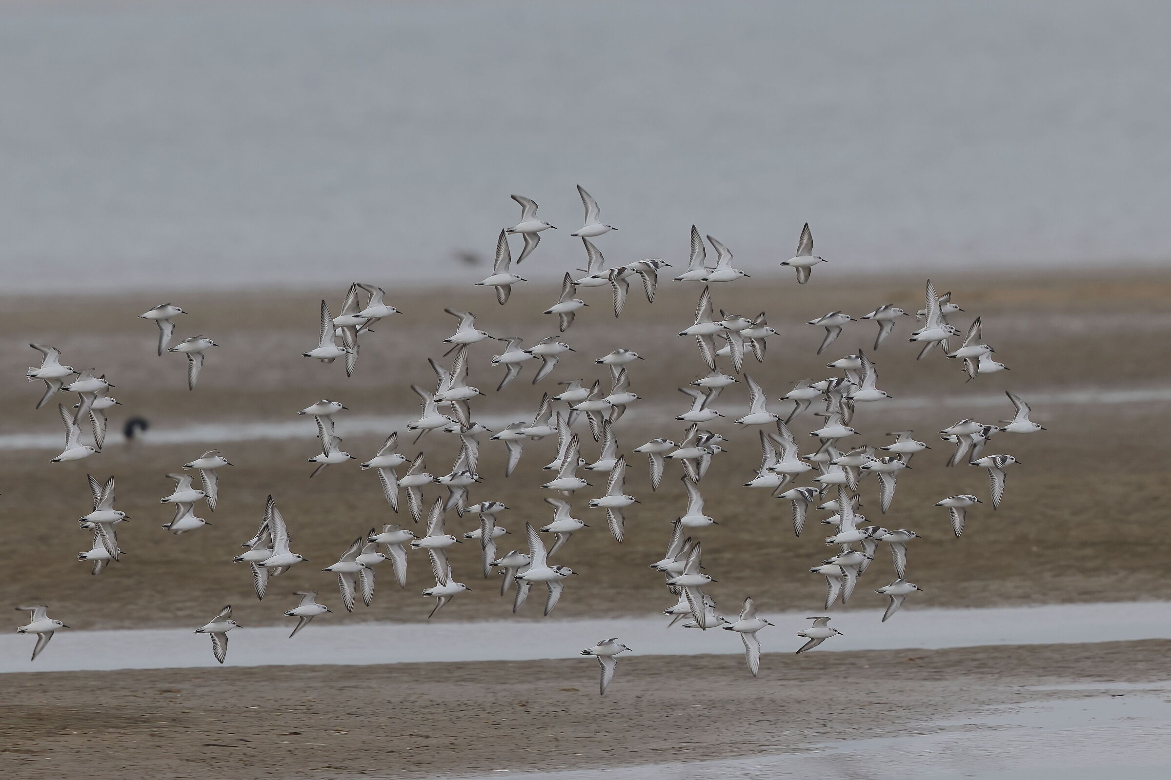 Three-toed piovanelli