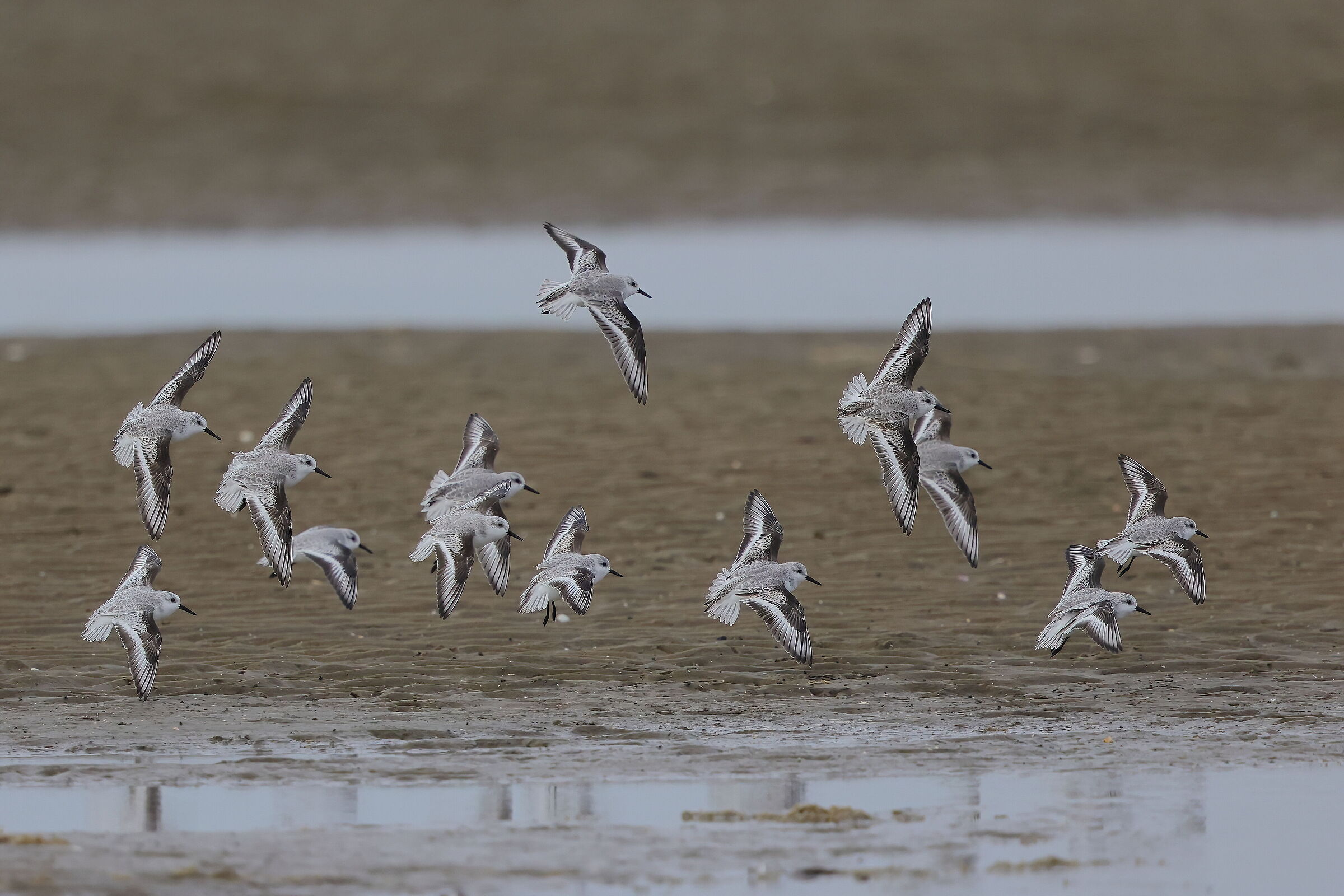 Three-toed piovanelli