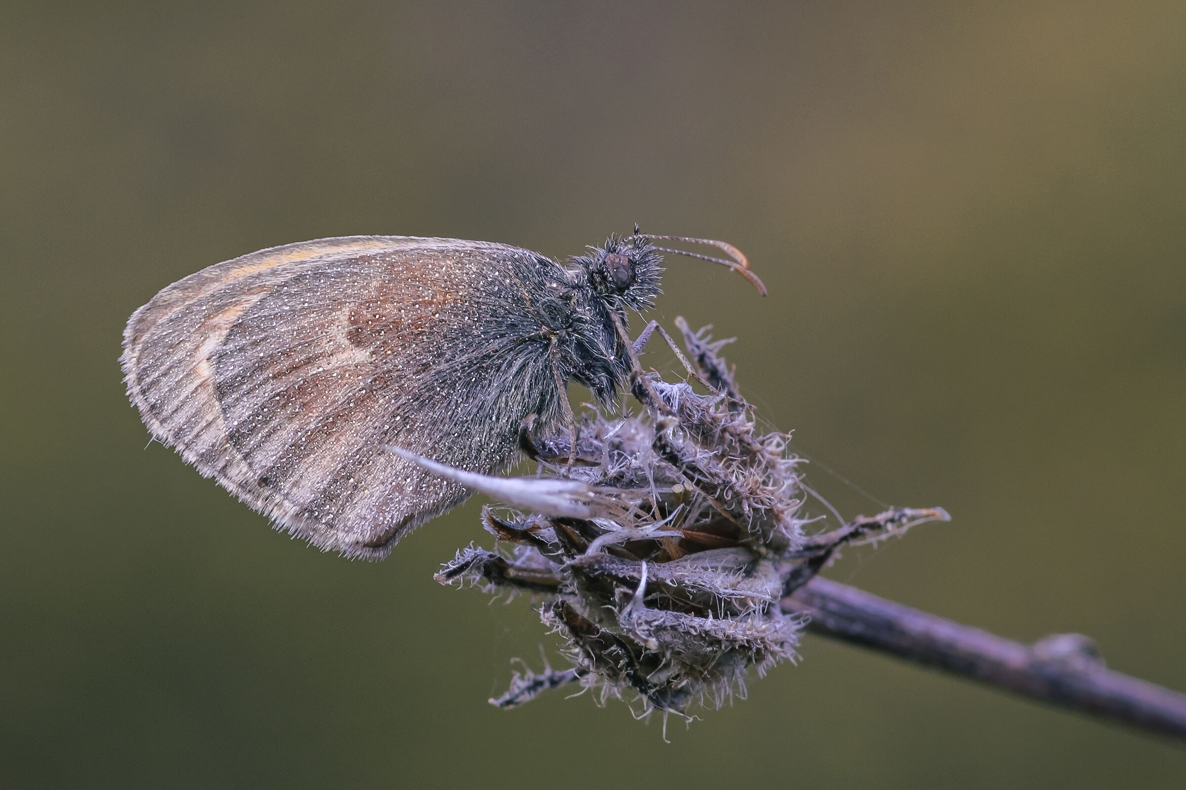 Coenonympha pampphilus