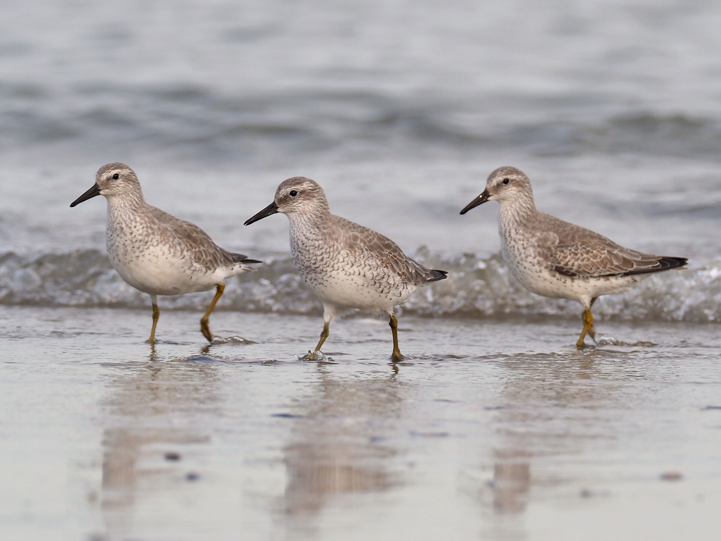 Red knot