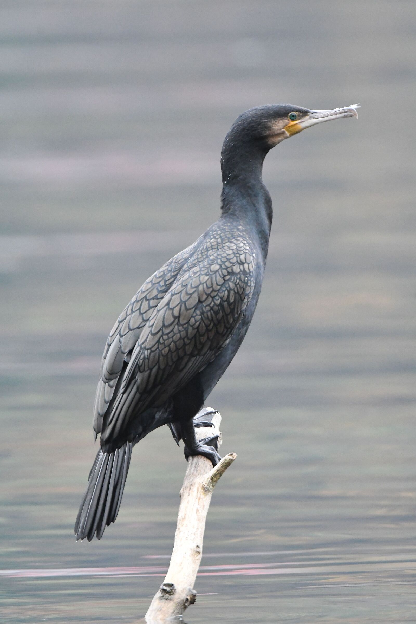 cormorant