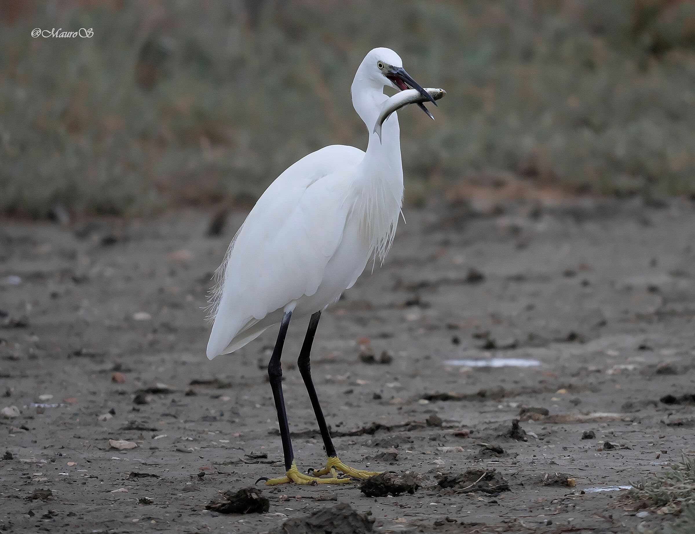 Egret with fish
