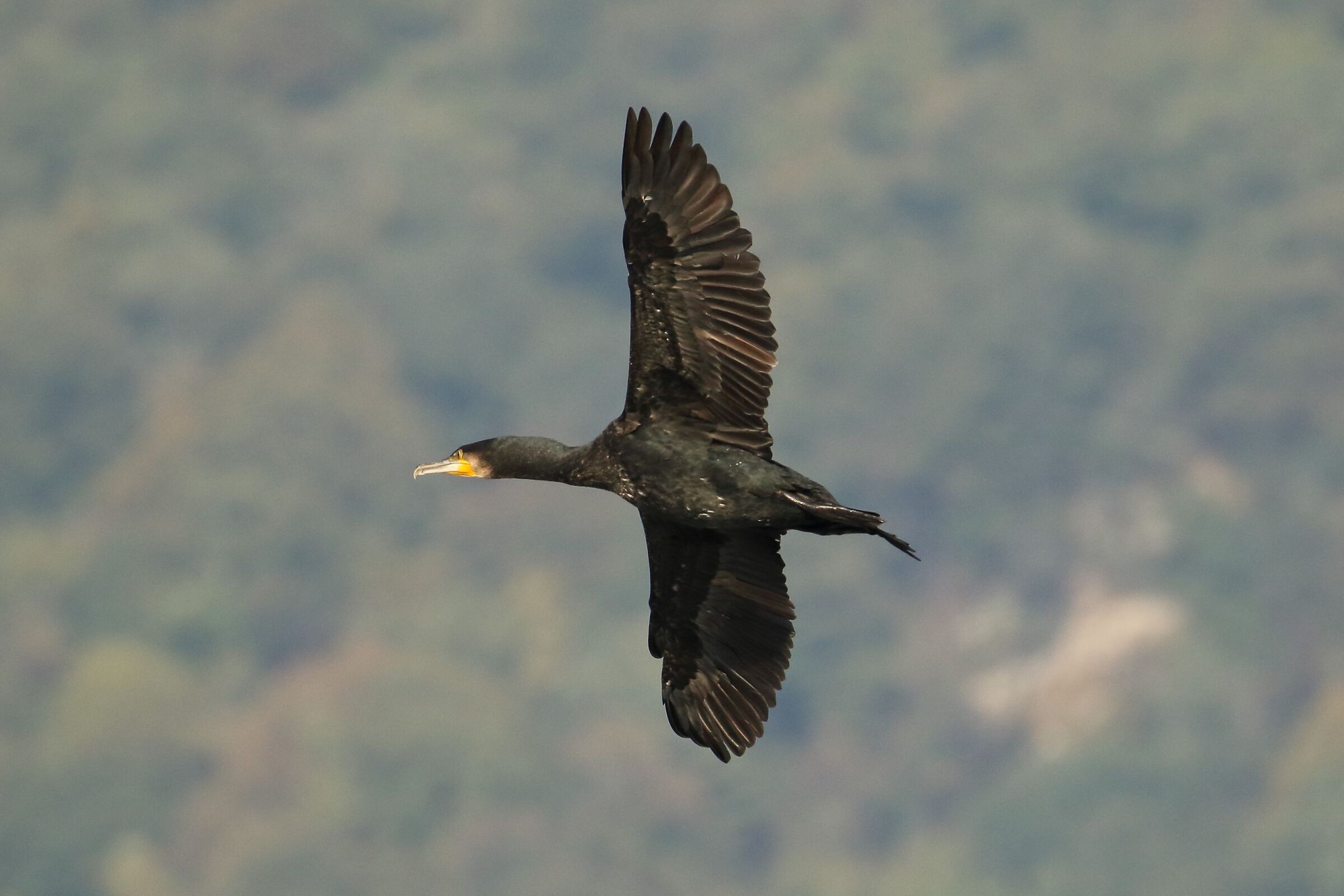 cormorant