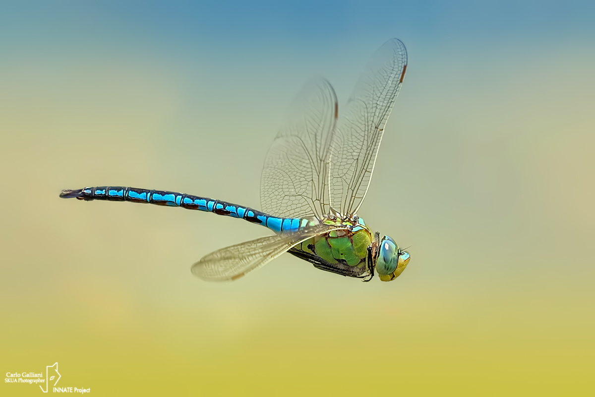 Anax imperator