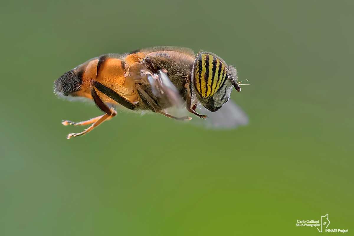 Eristalinus taeniops