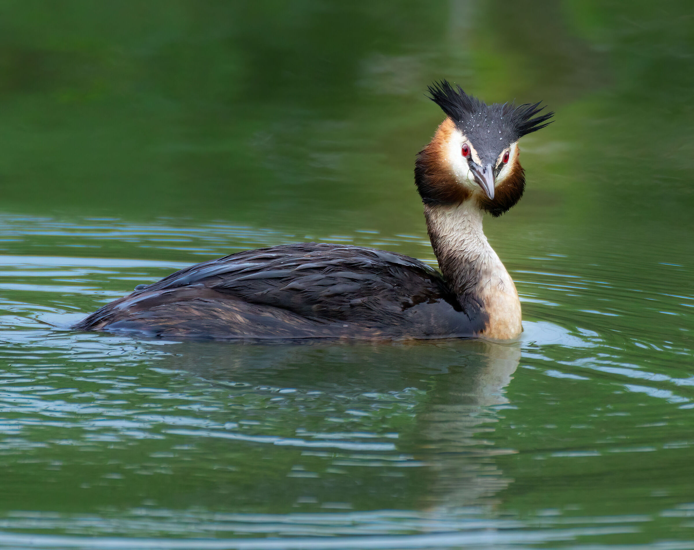 Great crested grebe