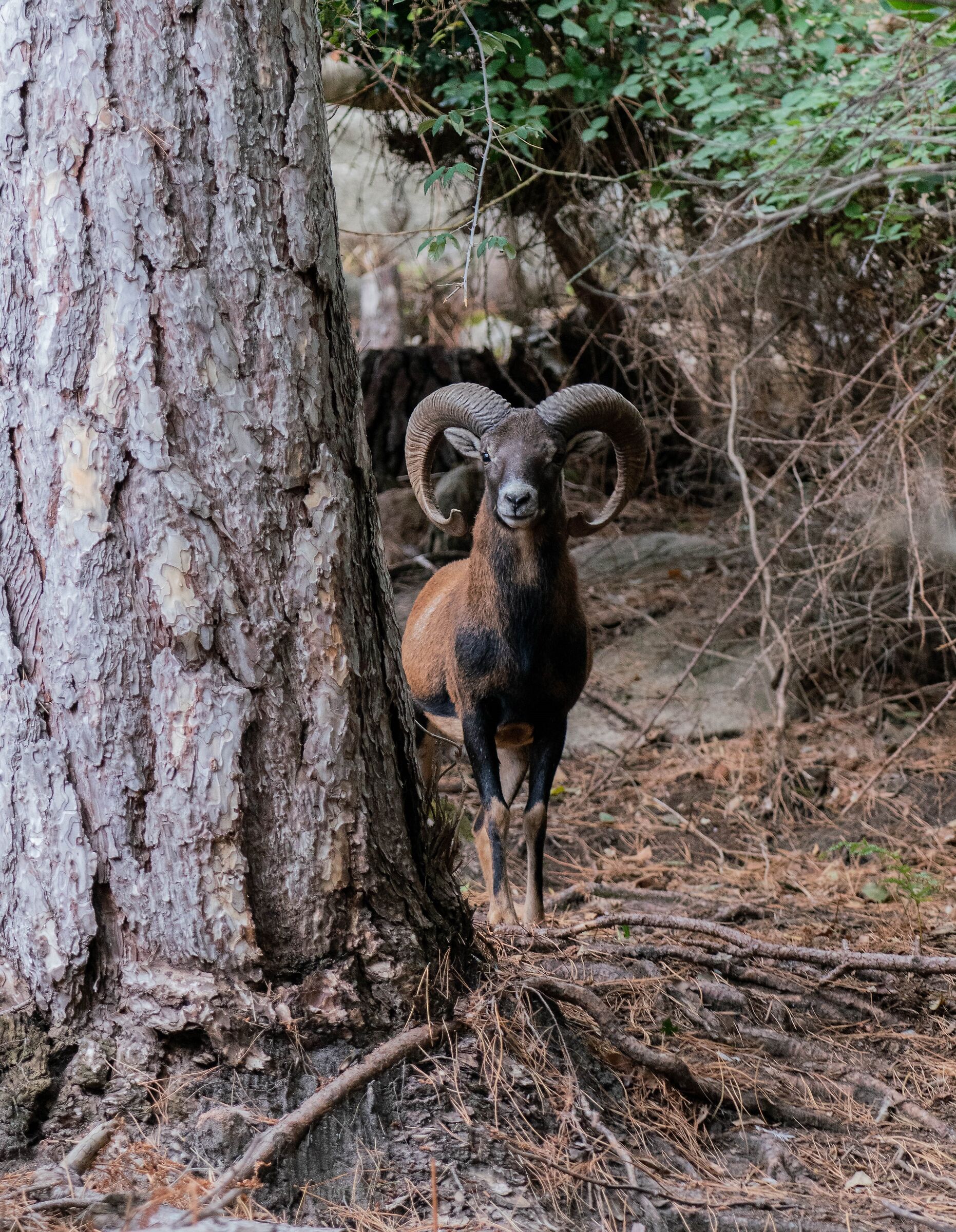 Mouflon