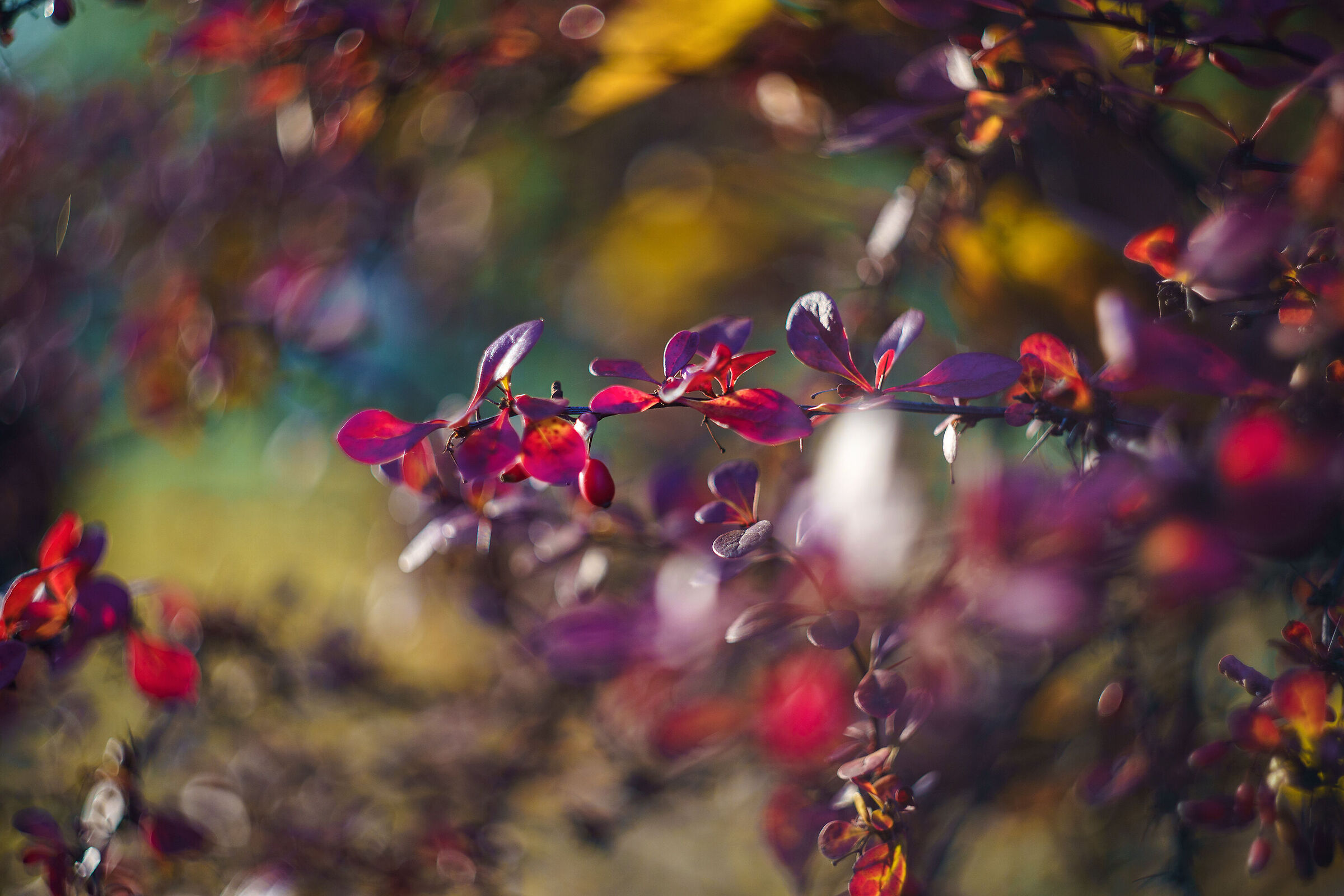 autunno...come in un quadro...