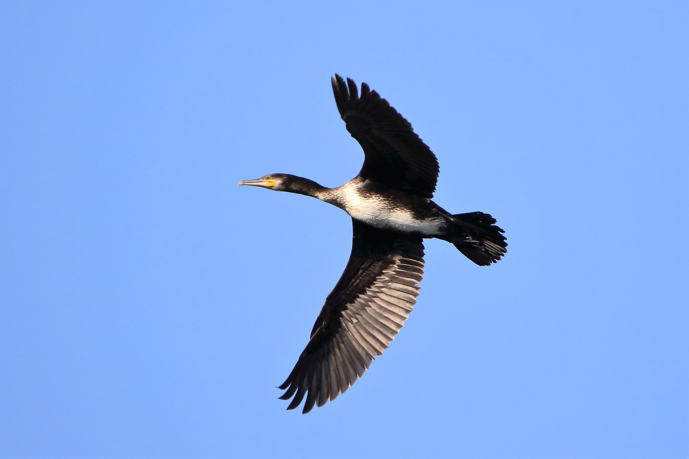 cormorant