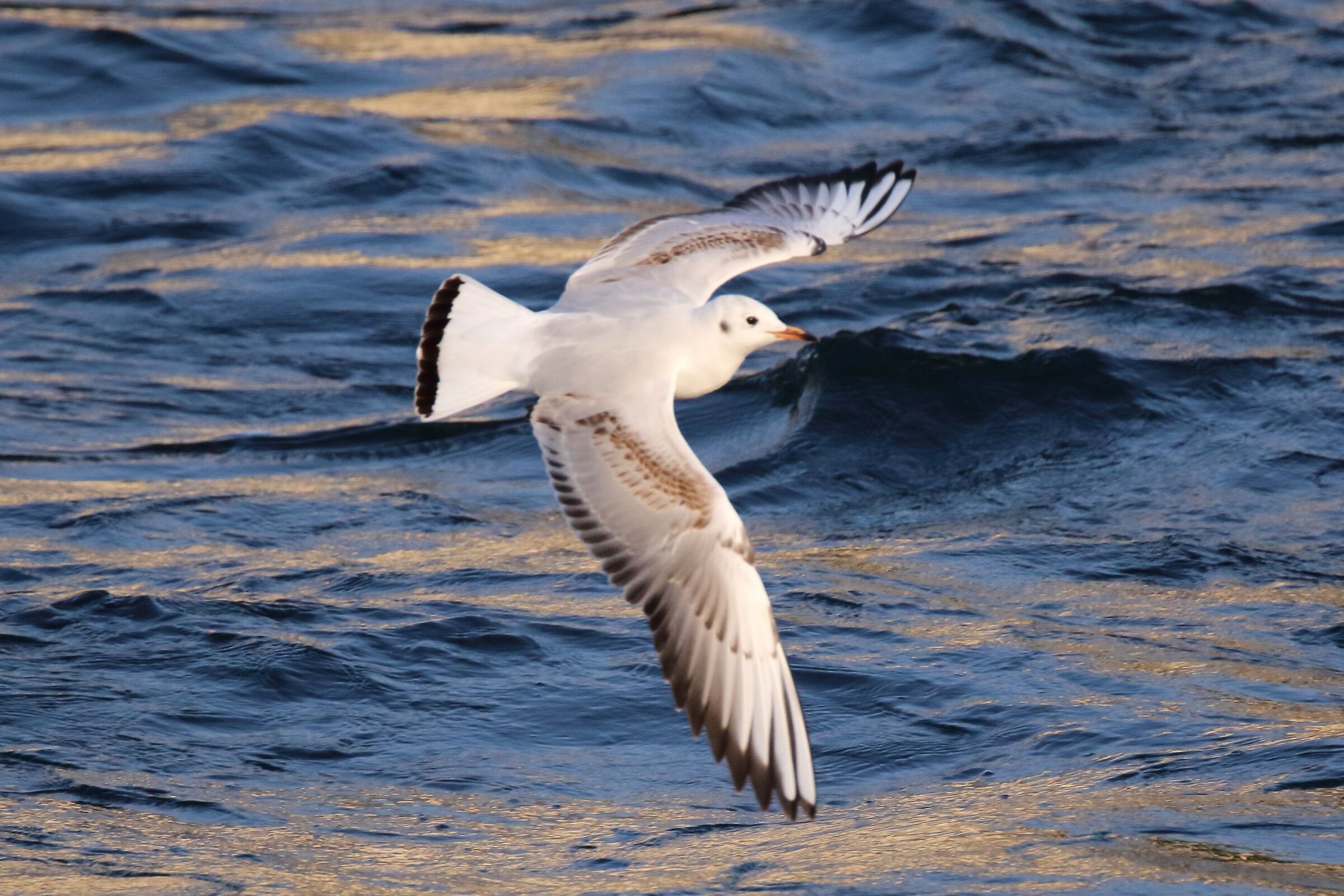 land gull