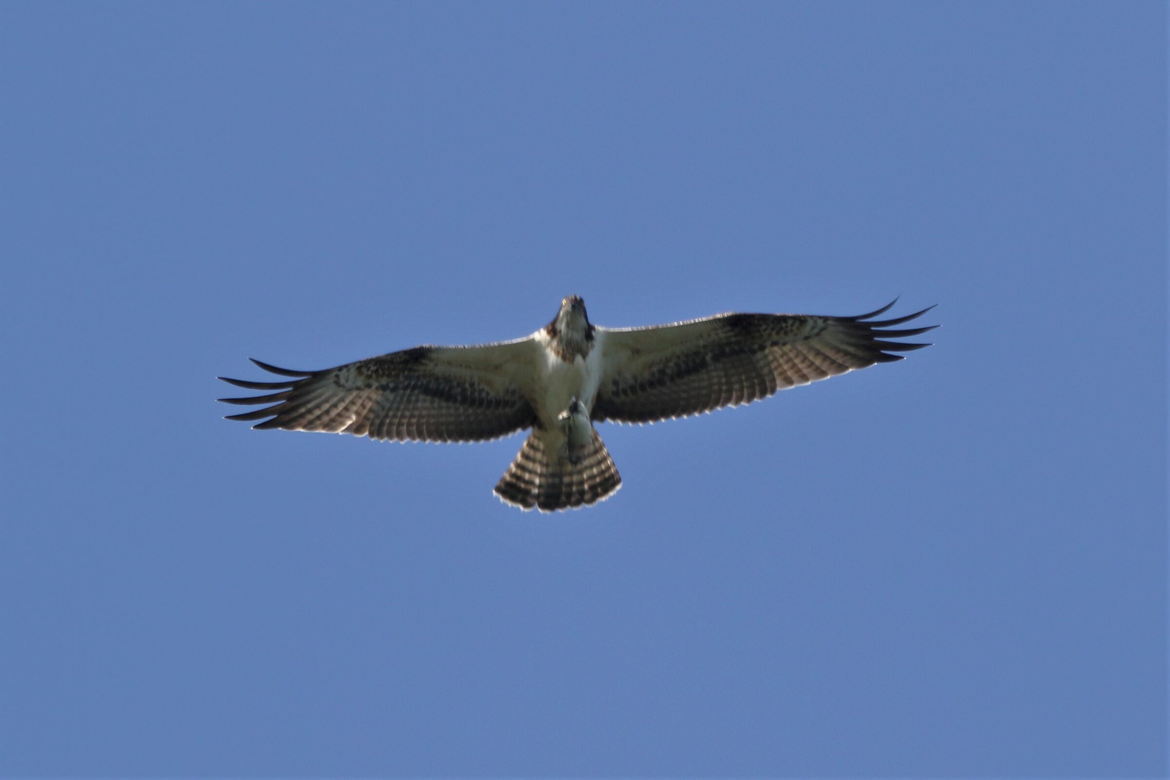 Osprey with prey 249