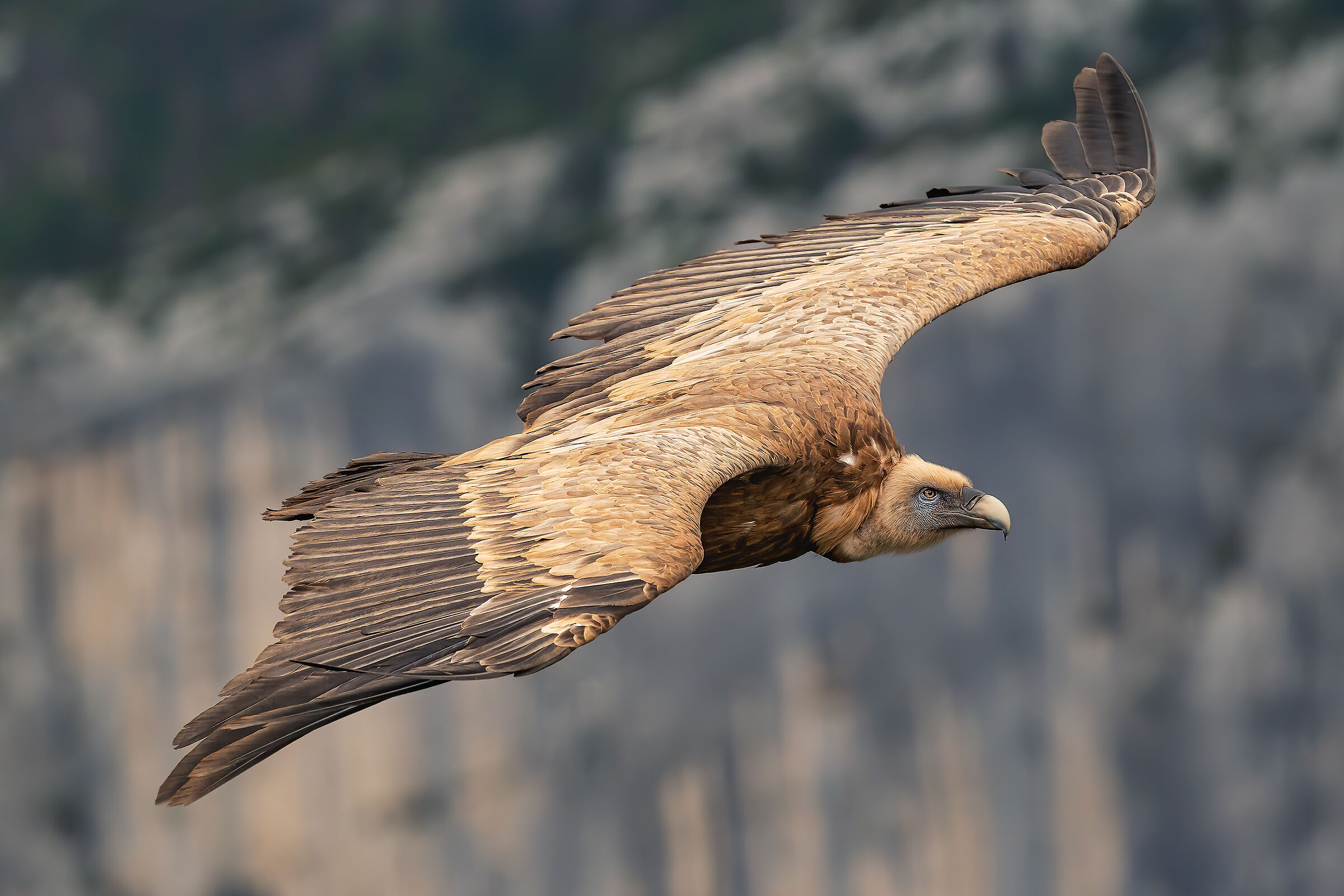 The king of the gorges