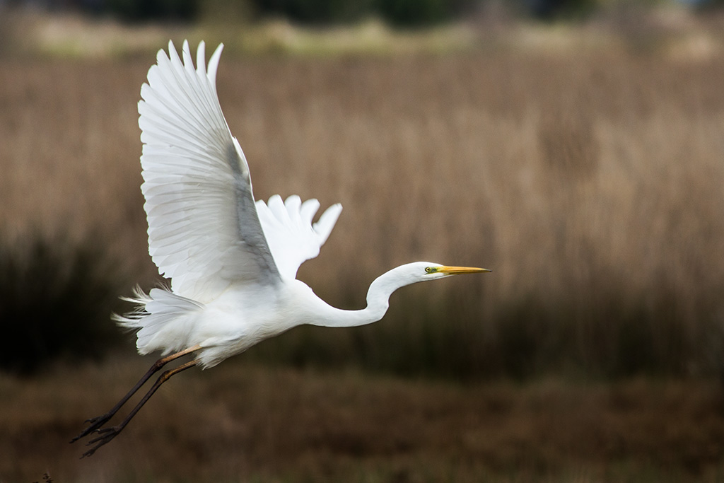 Airone bianco maggiore