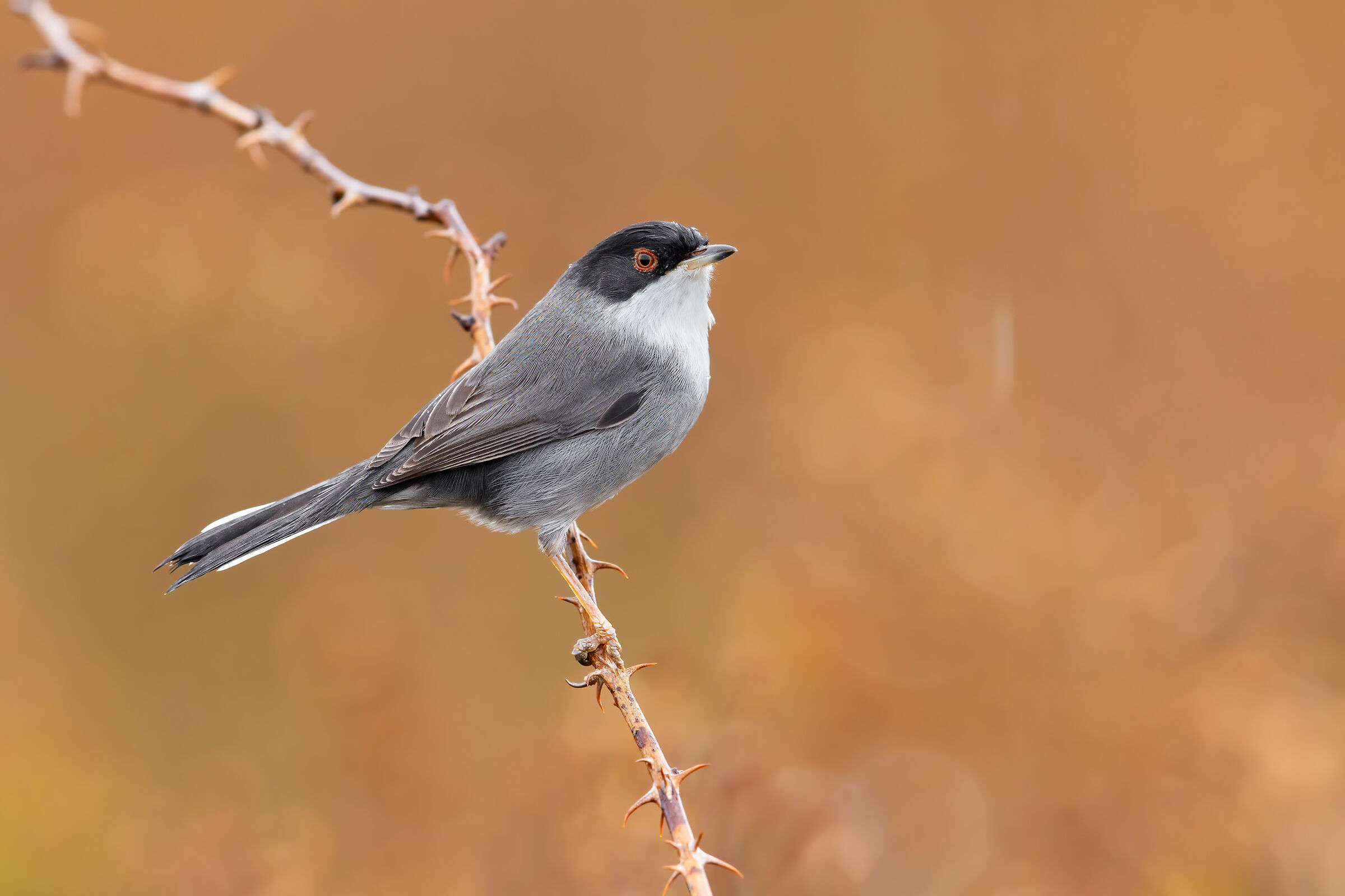 Occhiocotto in the rain