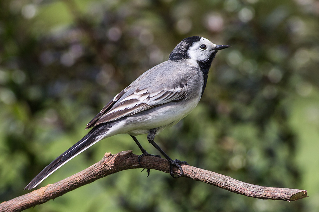 Ballerina su posatoio