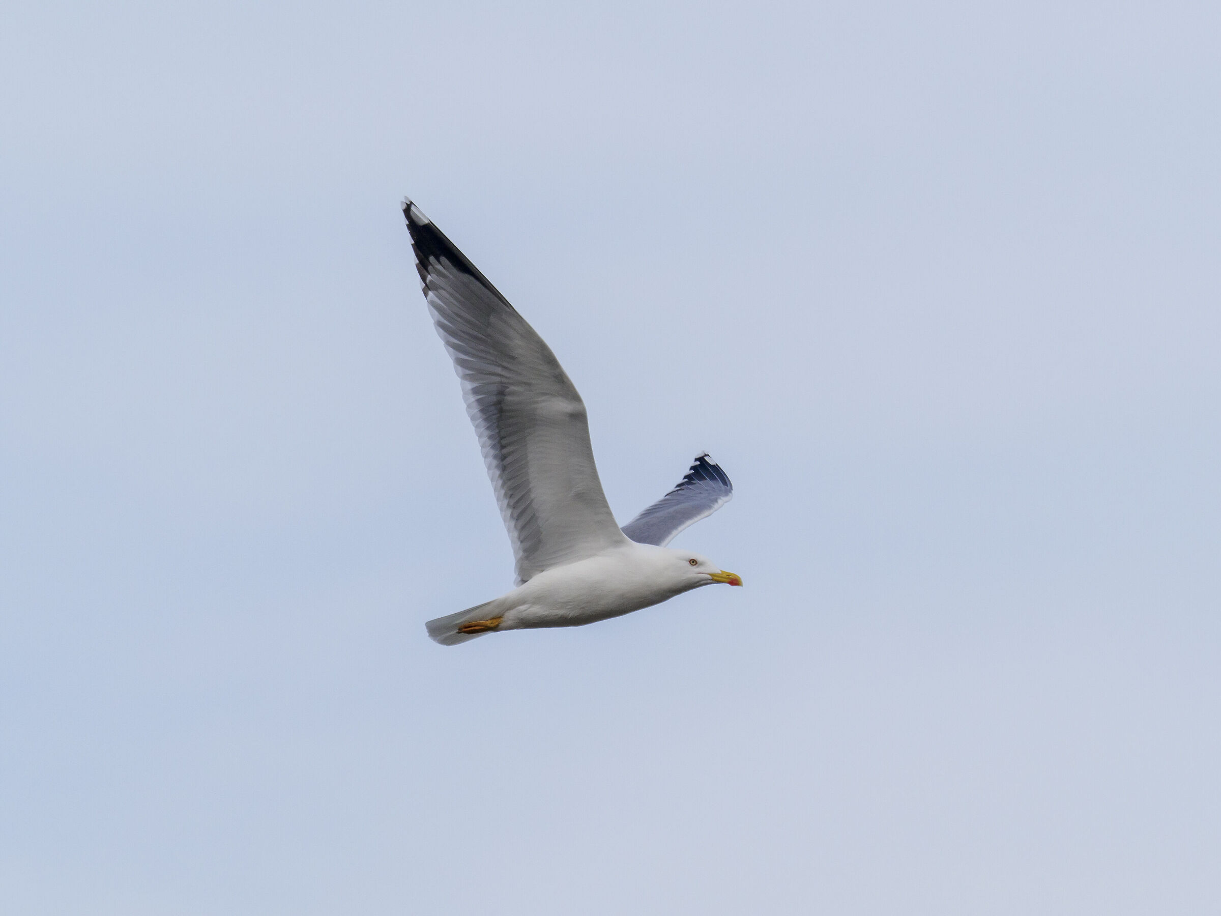 Gabbiano_2_40_150_tc_1.4