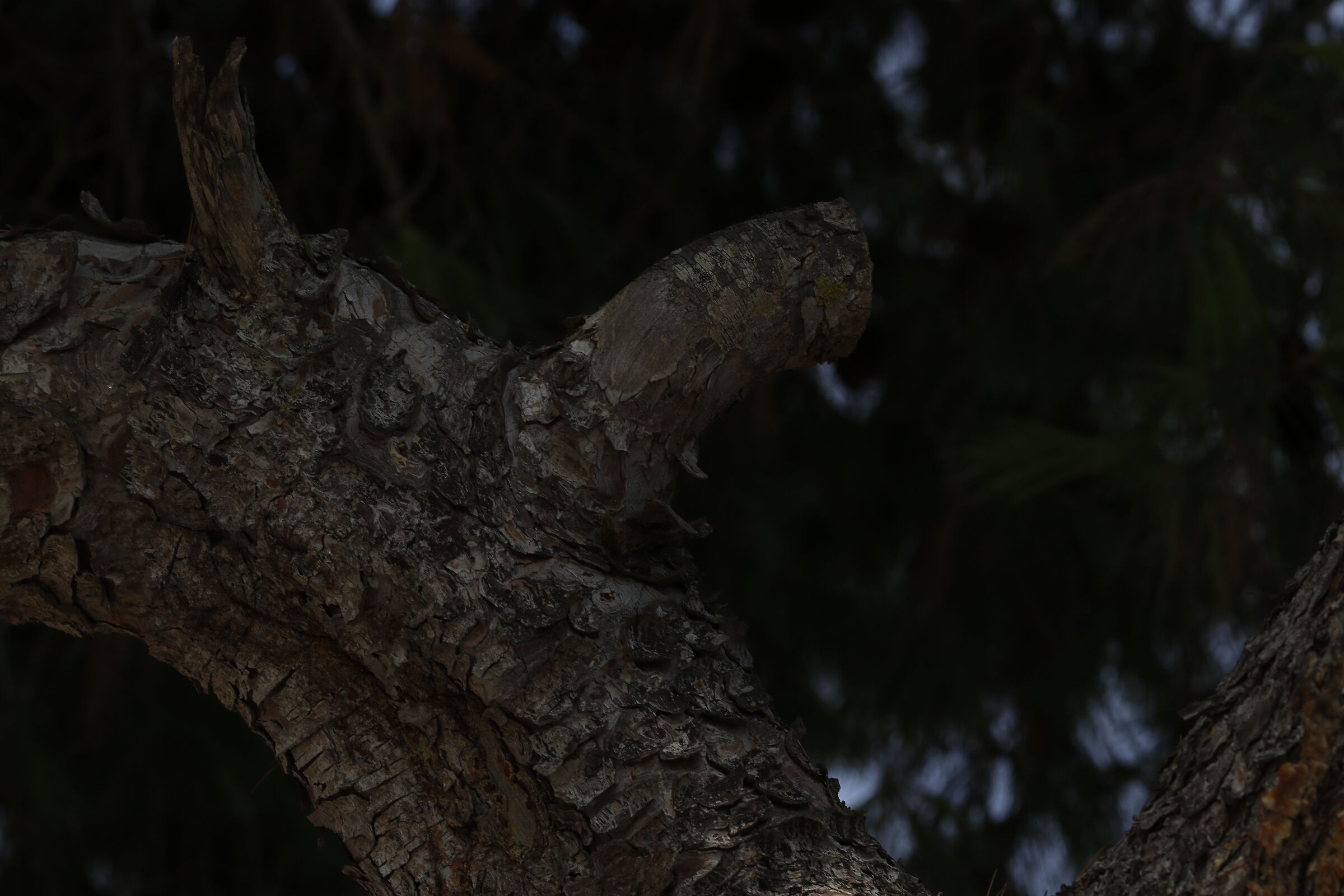 Canon 7d ii / 135 F.2 L