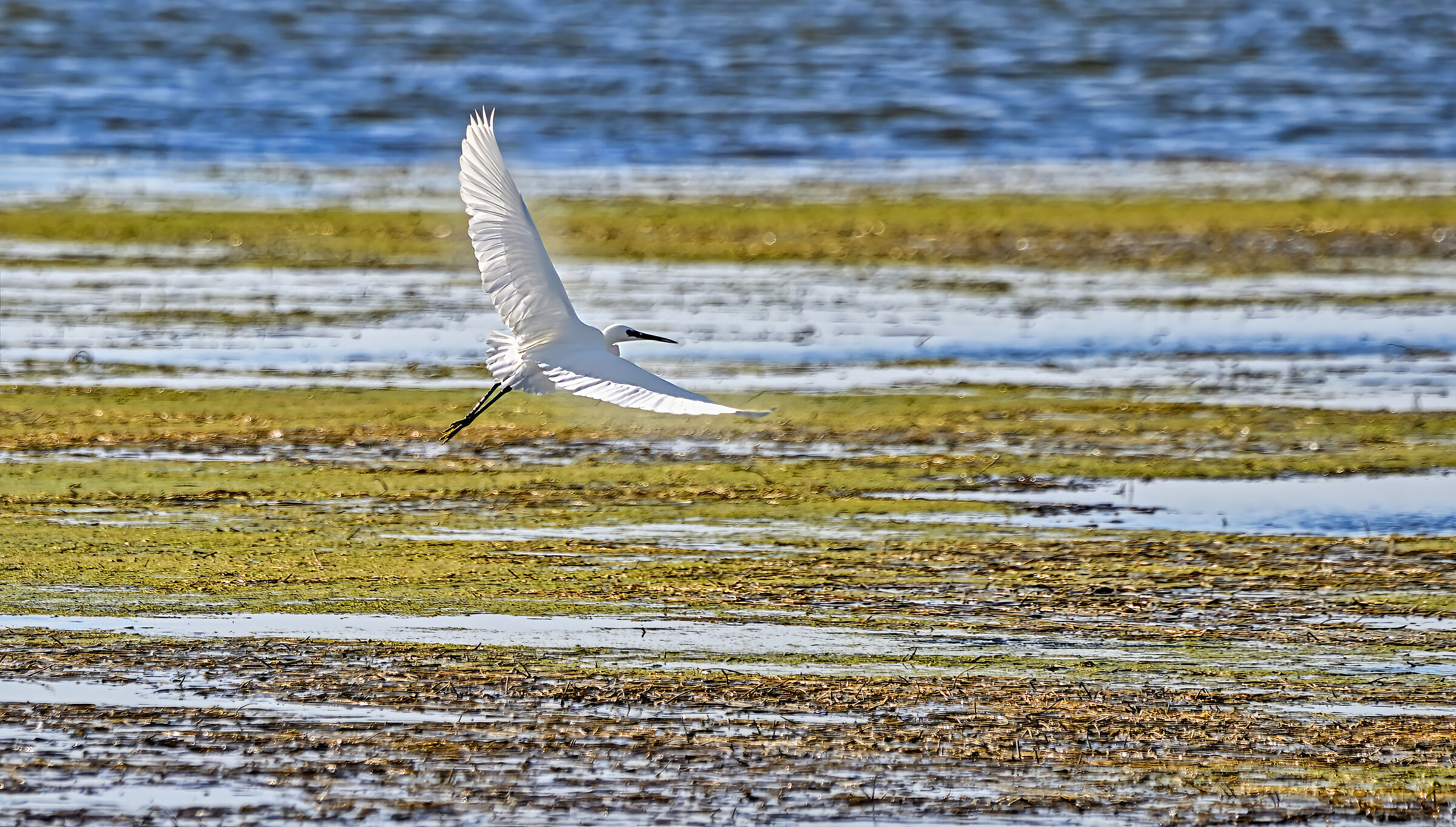 Egret