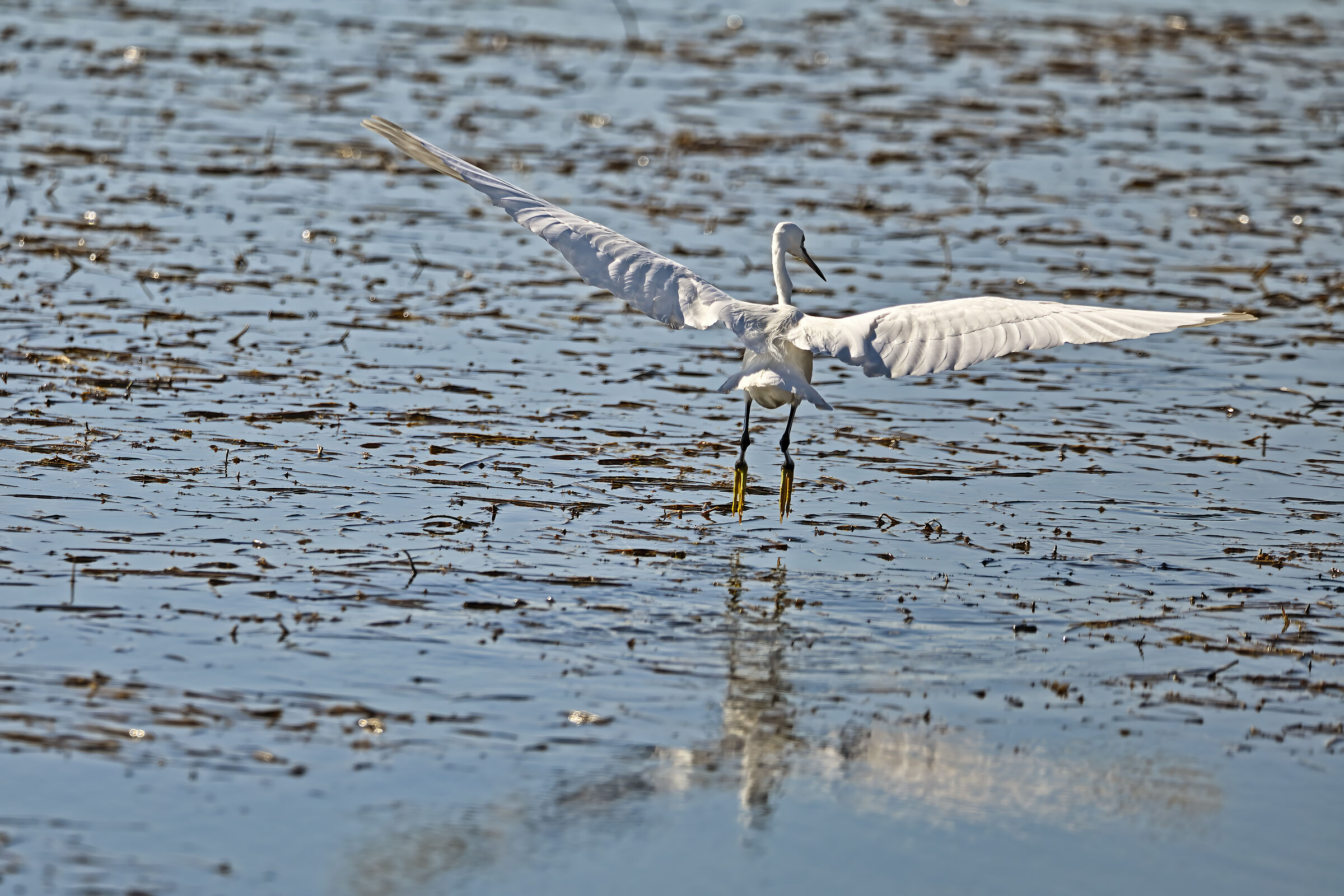 Egret