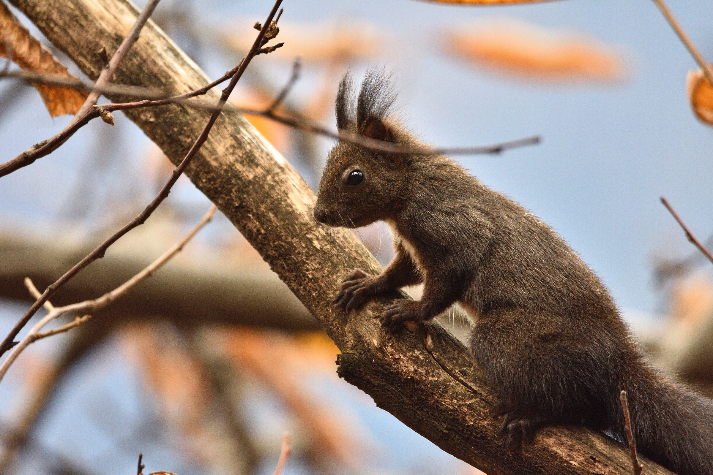 da un ramo all'altro