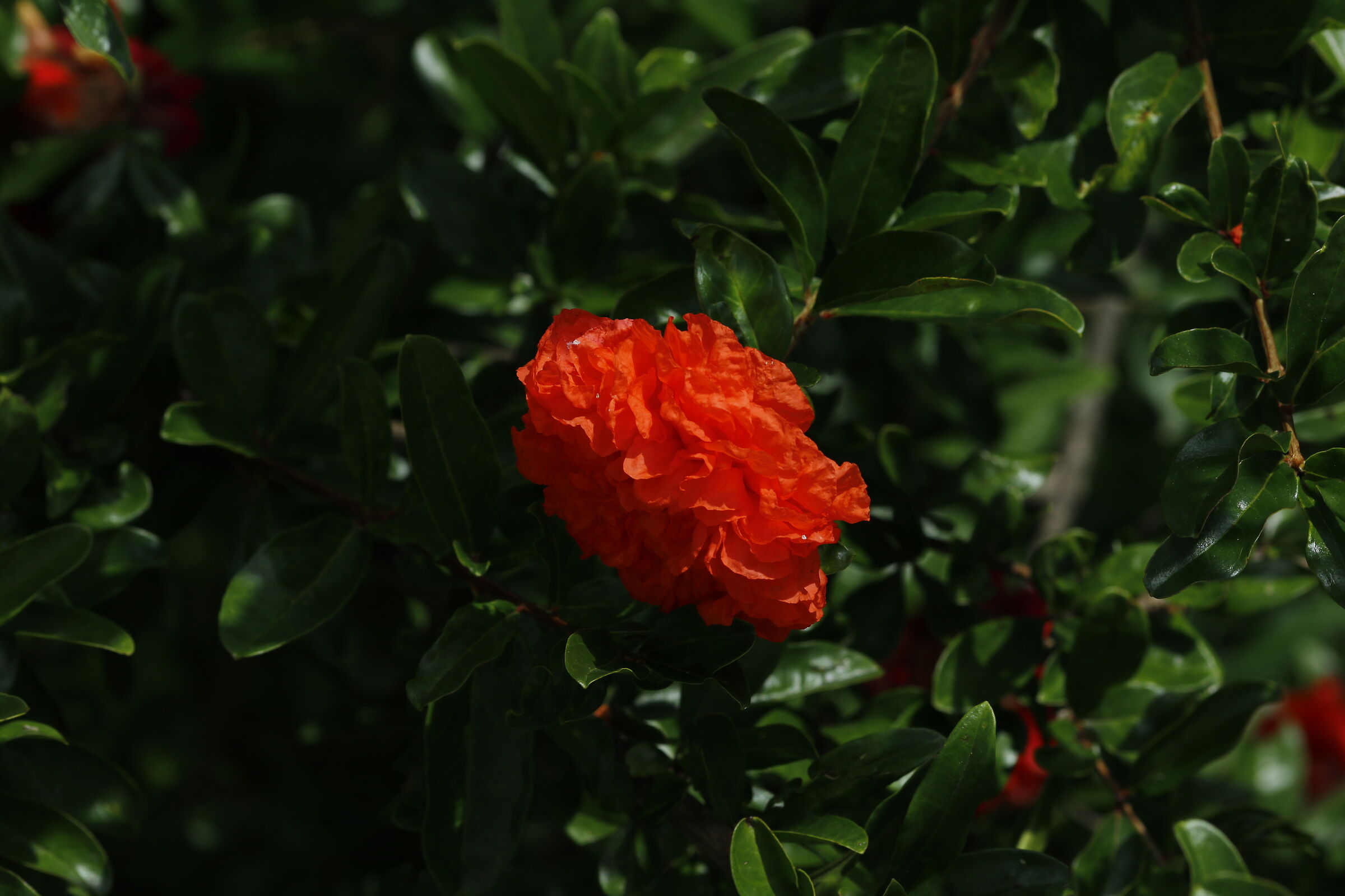 Canon 7d ii / 135 F.2 L