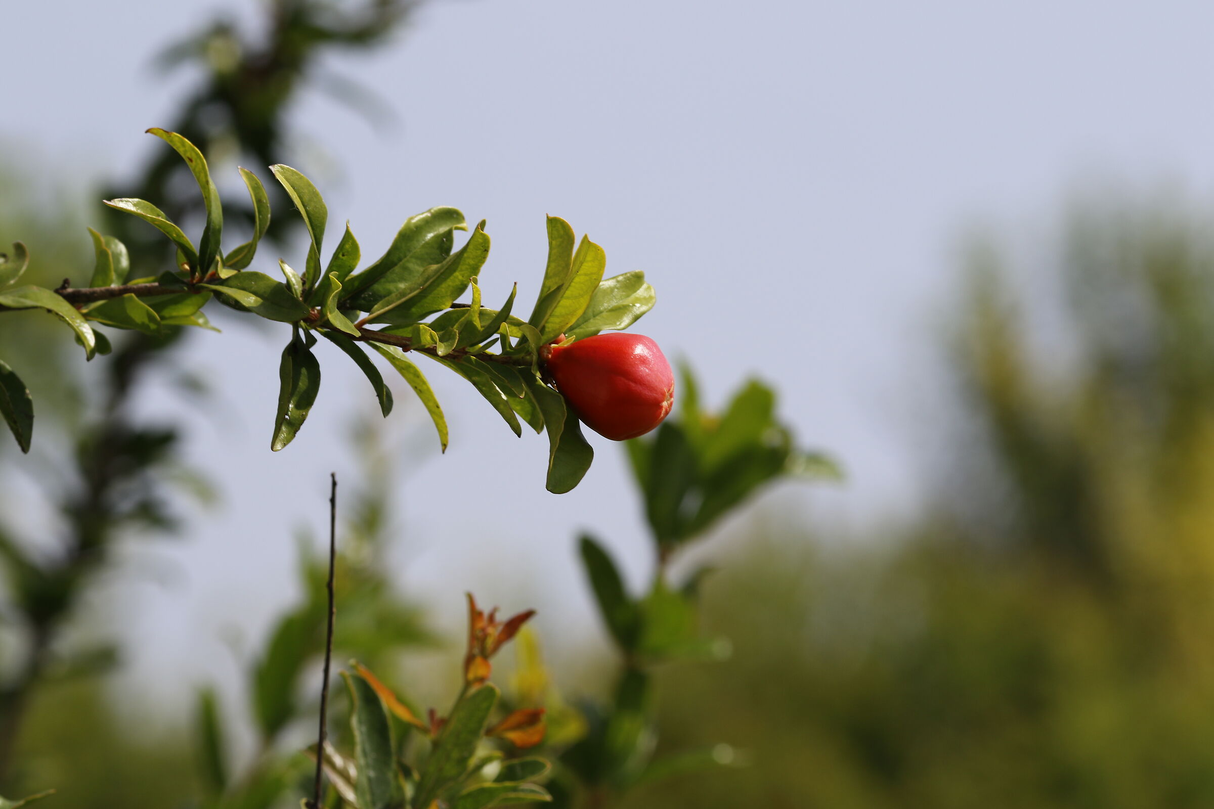 Canon 7d ii / 135 F.2 L