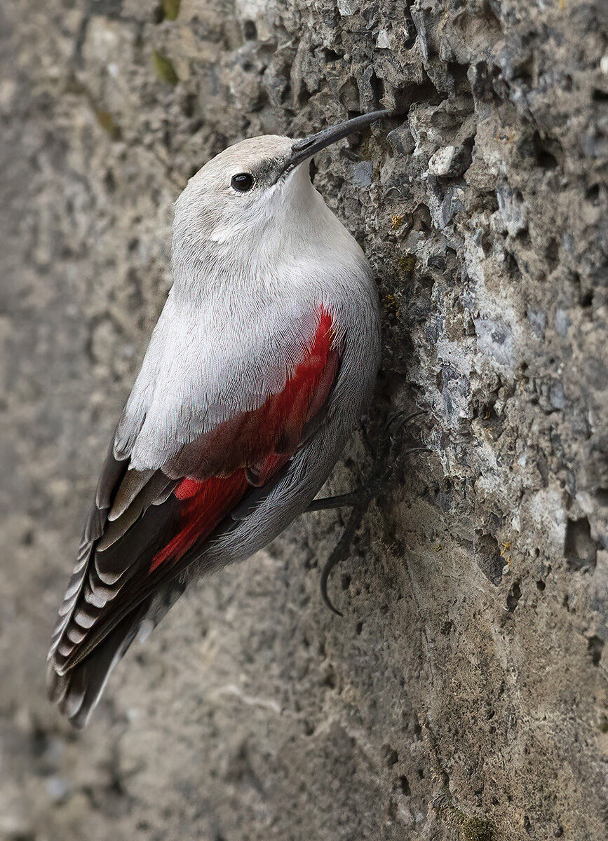 no vertical limit, picchio muraiolo
