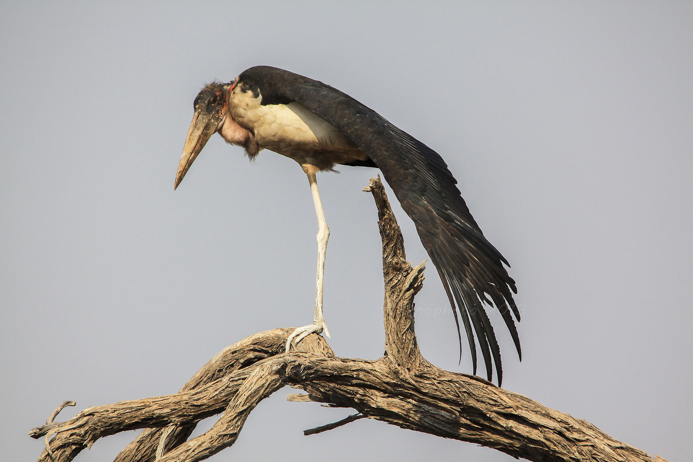 Il Marabù equilibrista - Botswana