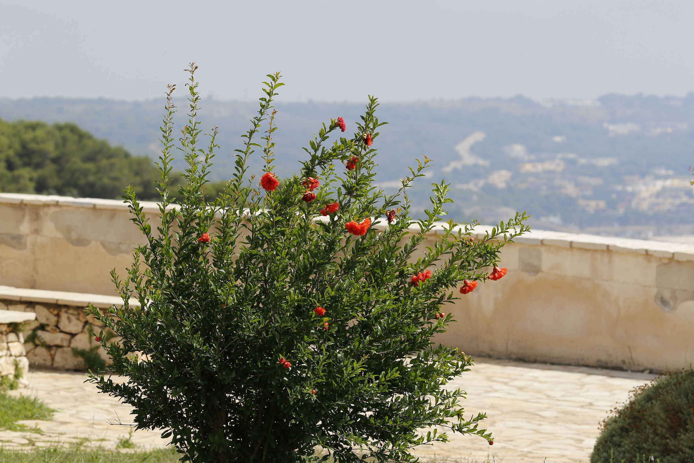 Canon 7d ii / 135 F.2 L