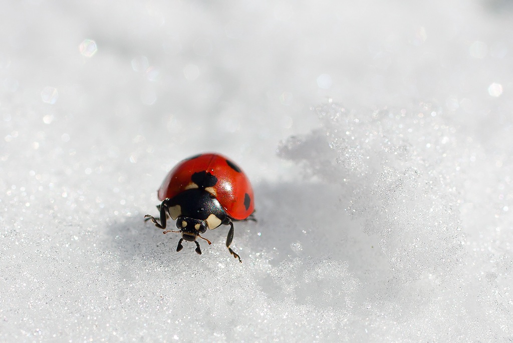 Ladybug