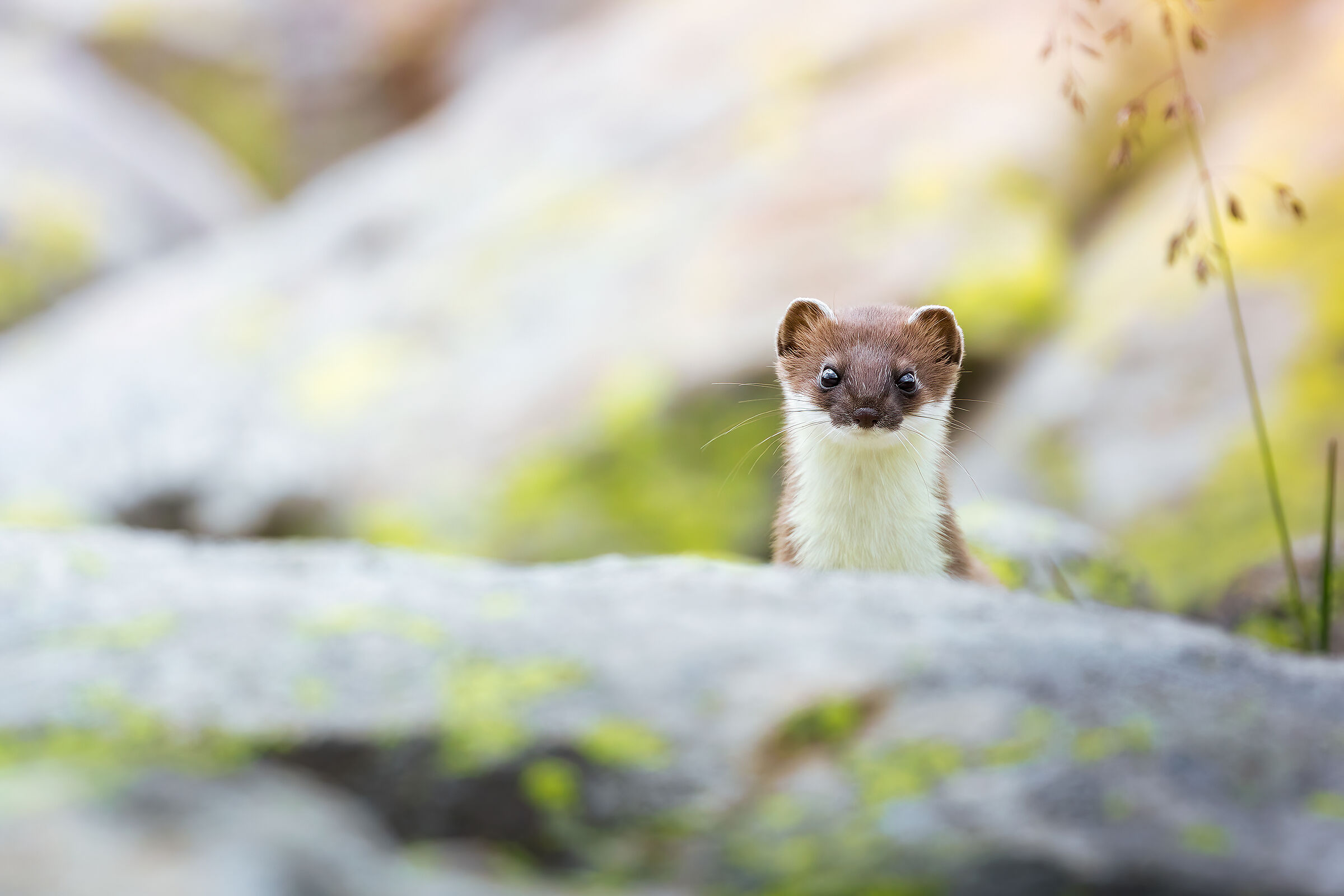 Gli occhi della curiosità