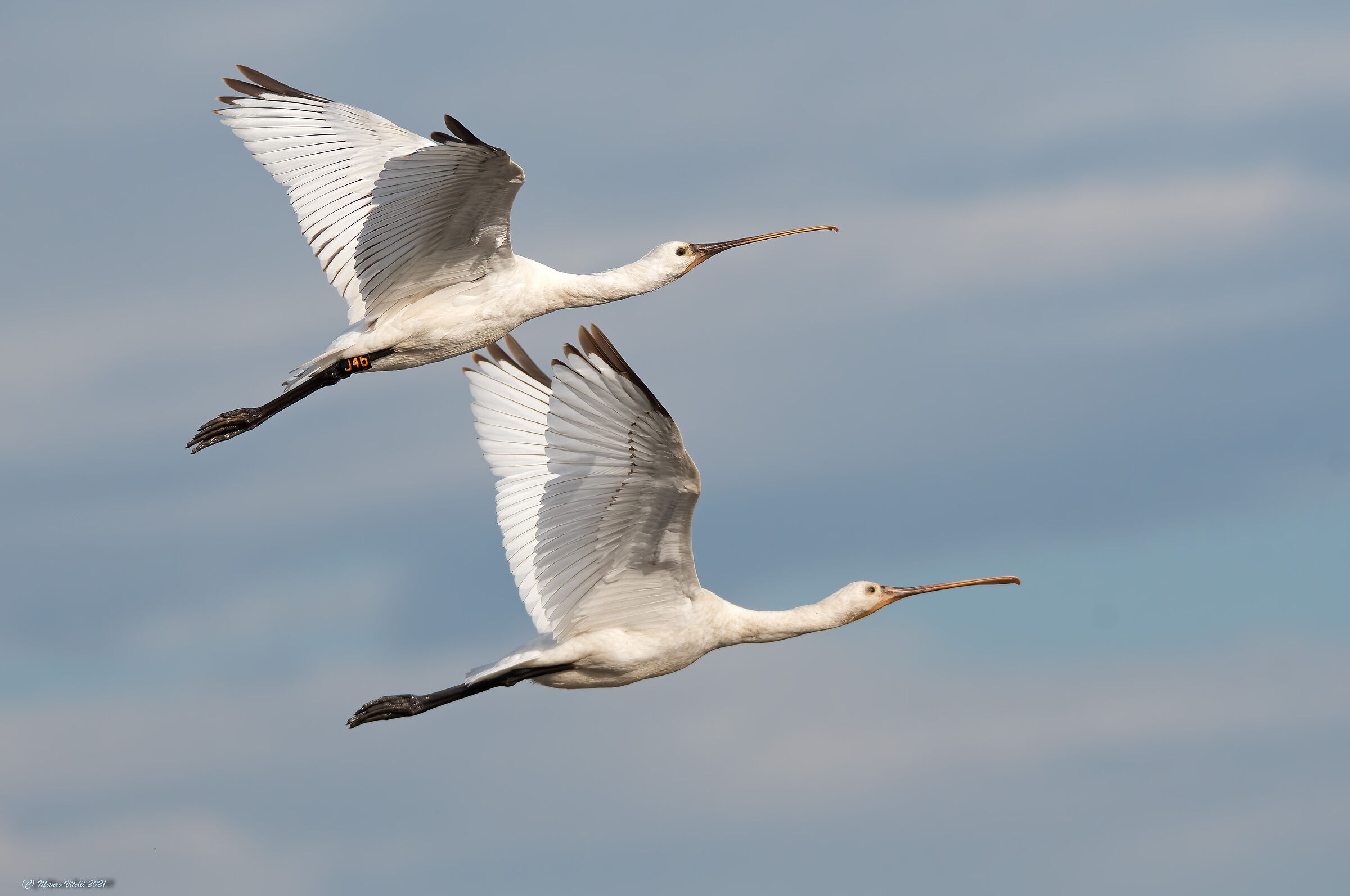 Spatula (Platalea leucorodia)