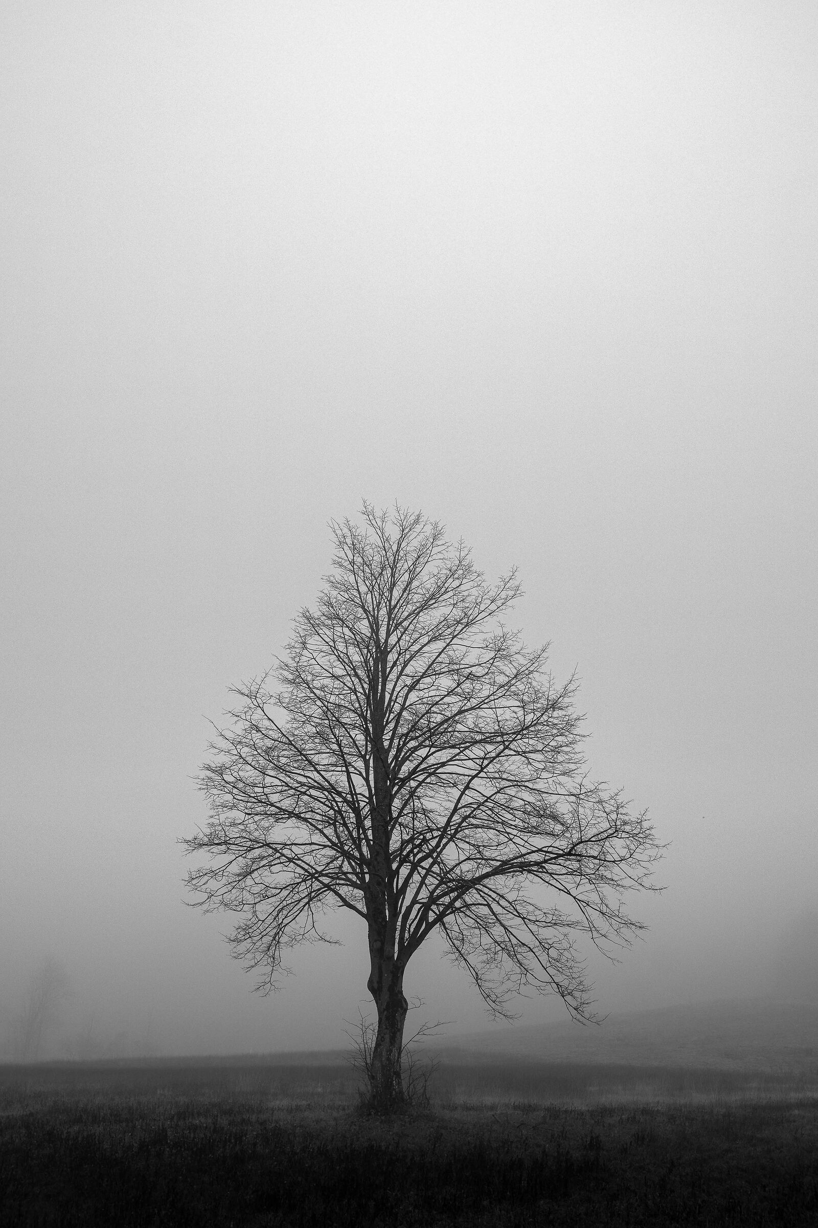 Lonely tree