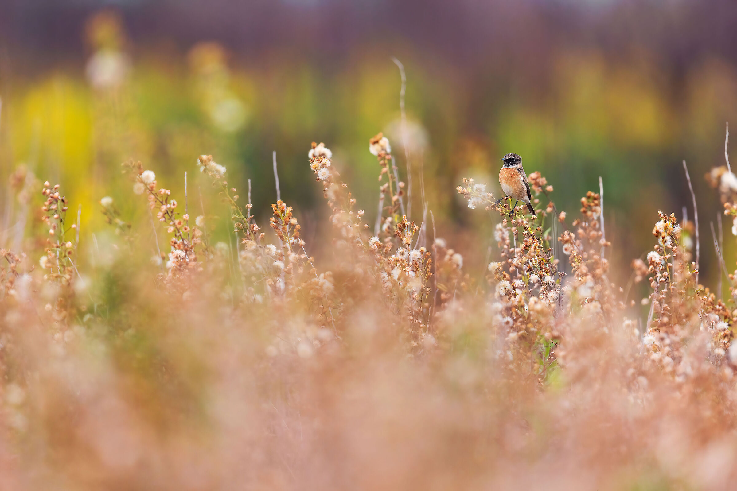 In the kingdom of Saltimpalo