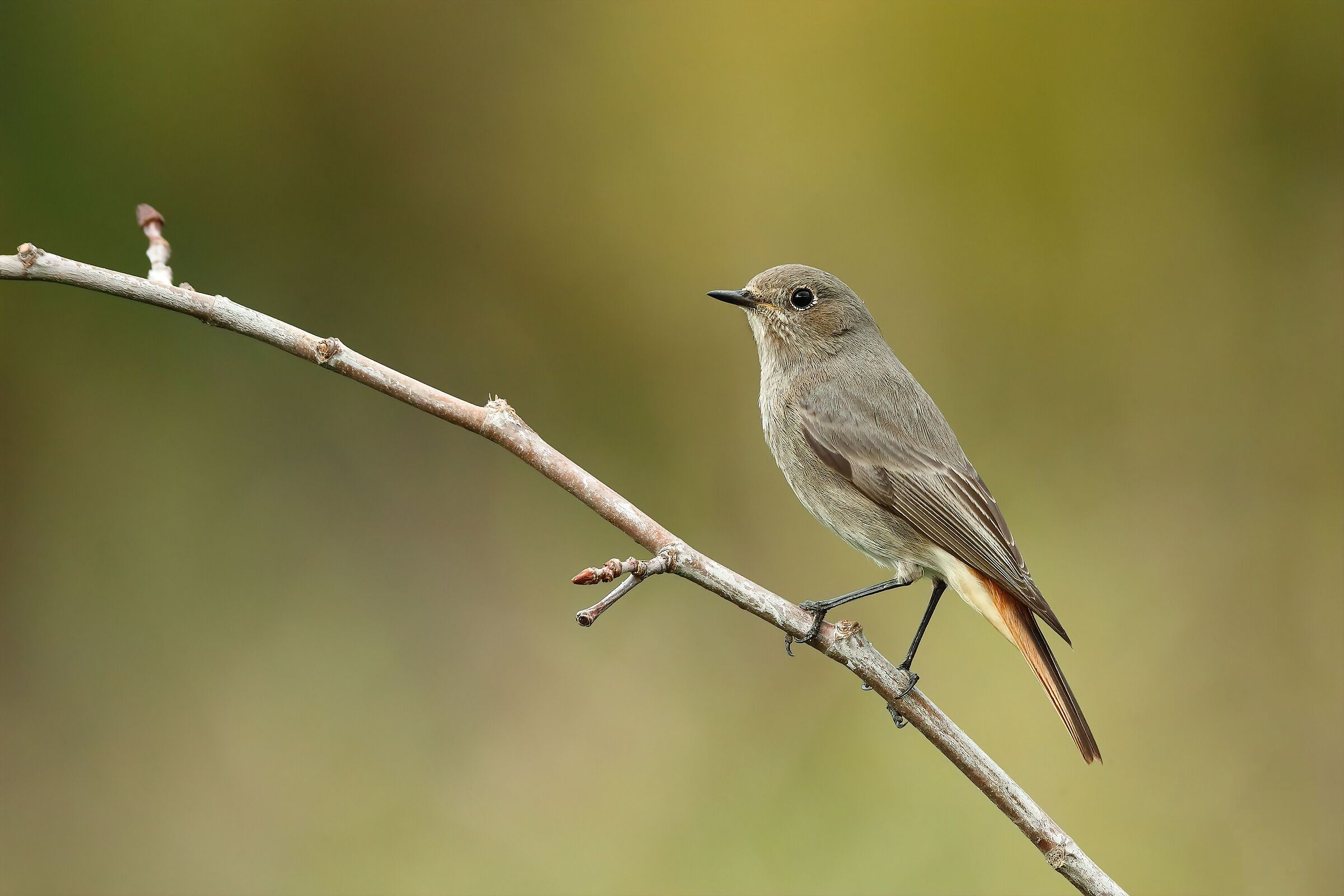 Black redstart
