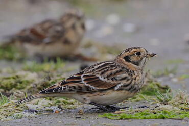 Calcarius lapponicus