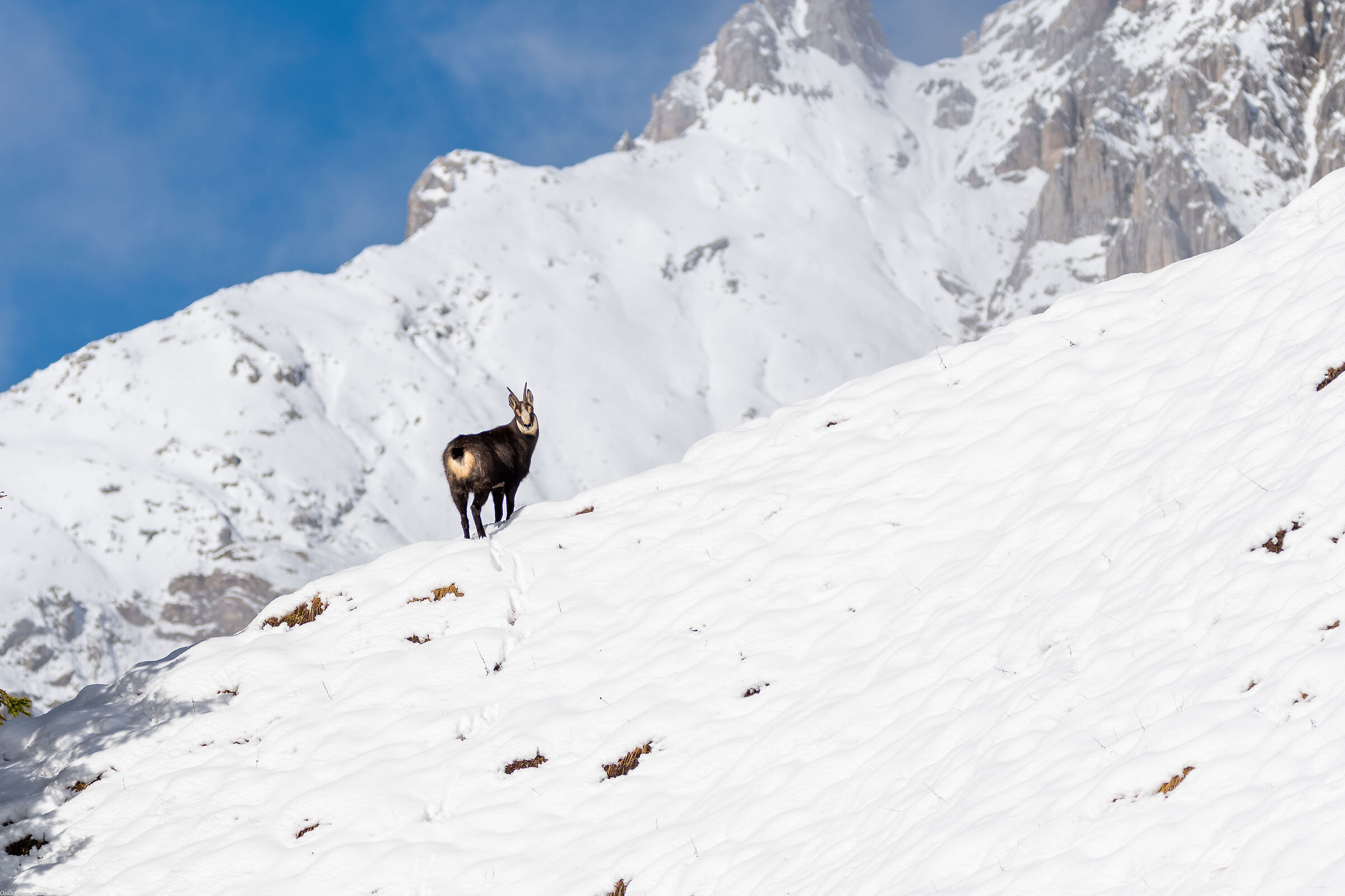 Chamois in the environment