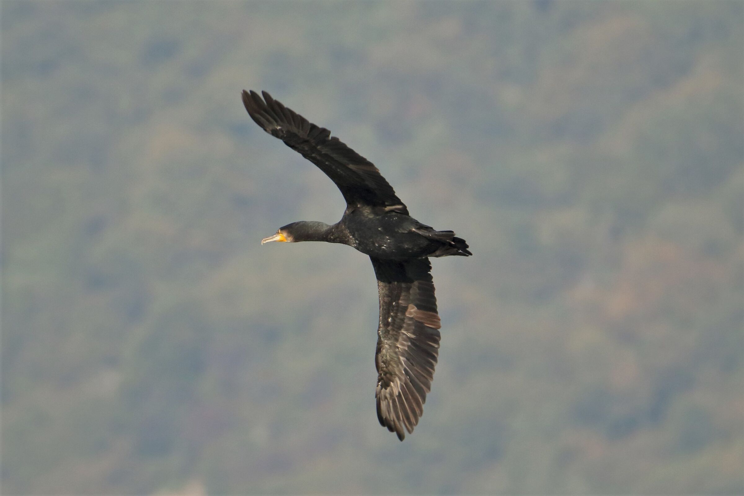 cormorant
